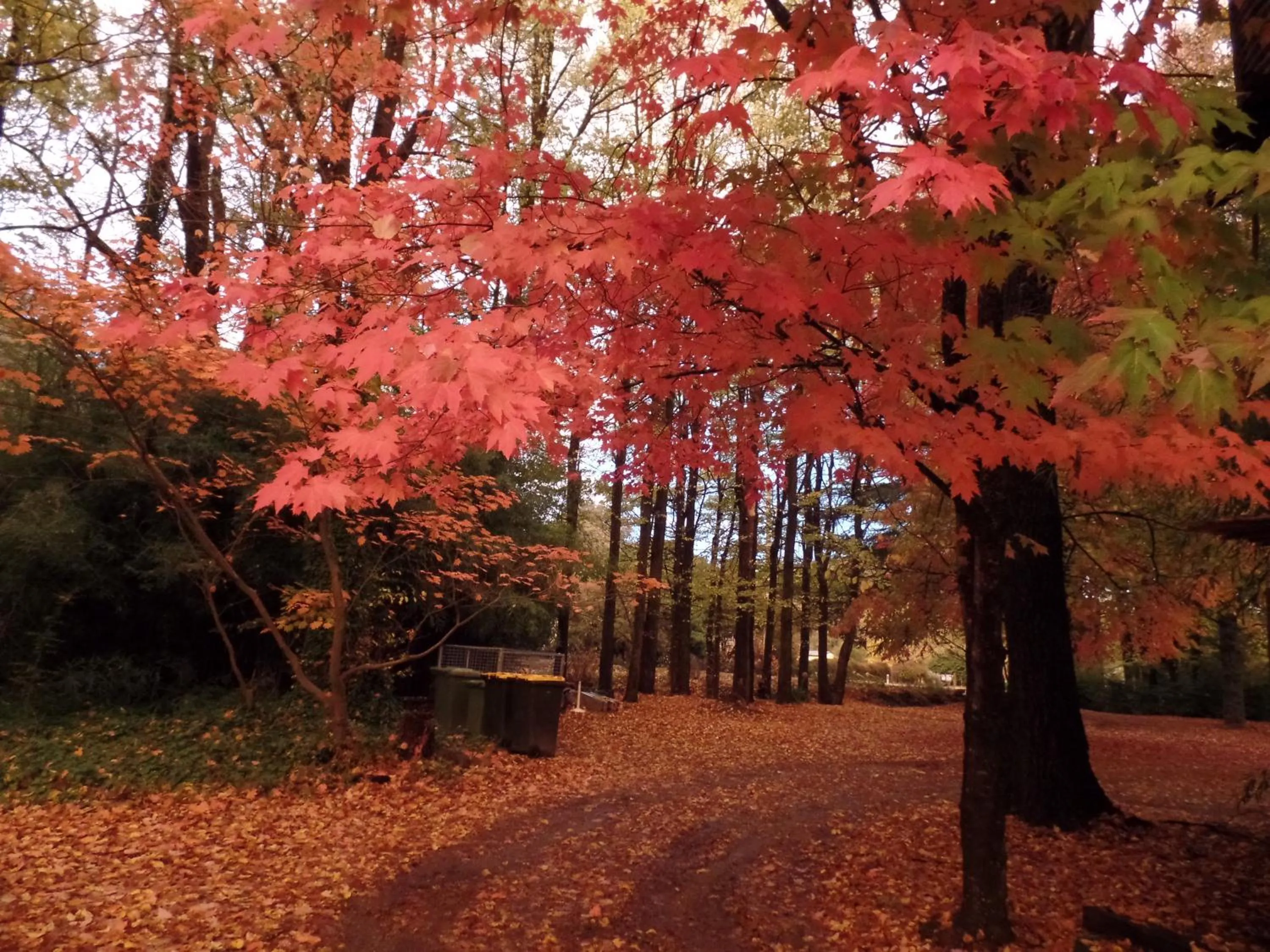 Alpine Riverside Cottages