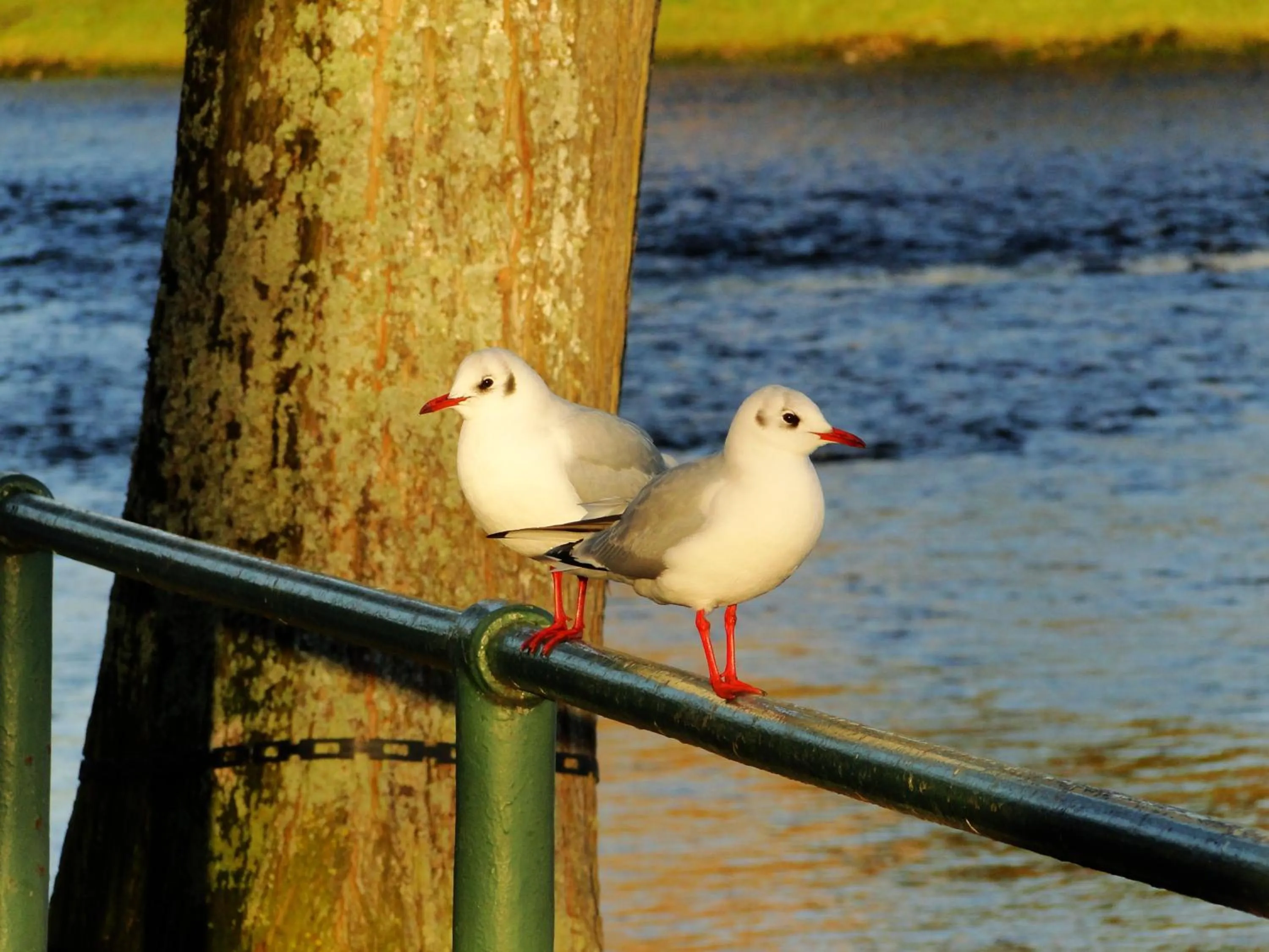 Animals in Park Guest House