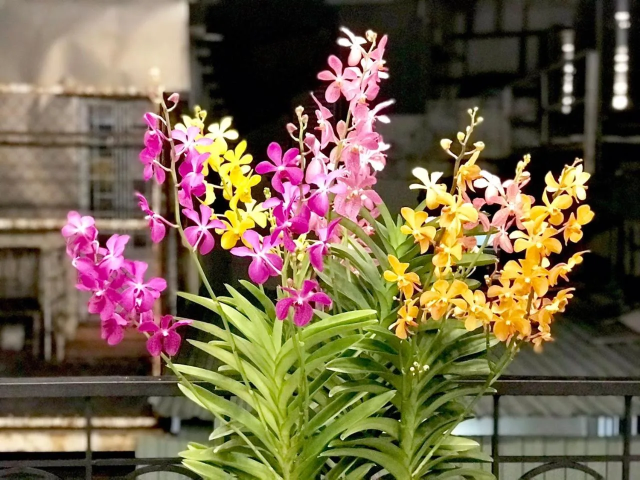 Property building in Louis Hotel - Bui Vien Walking Street