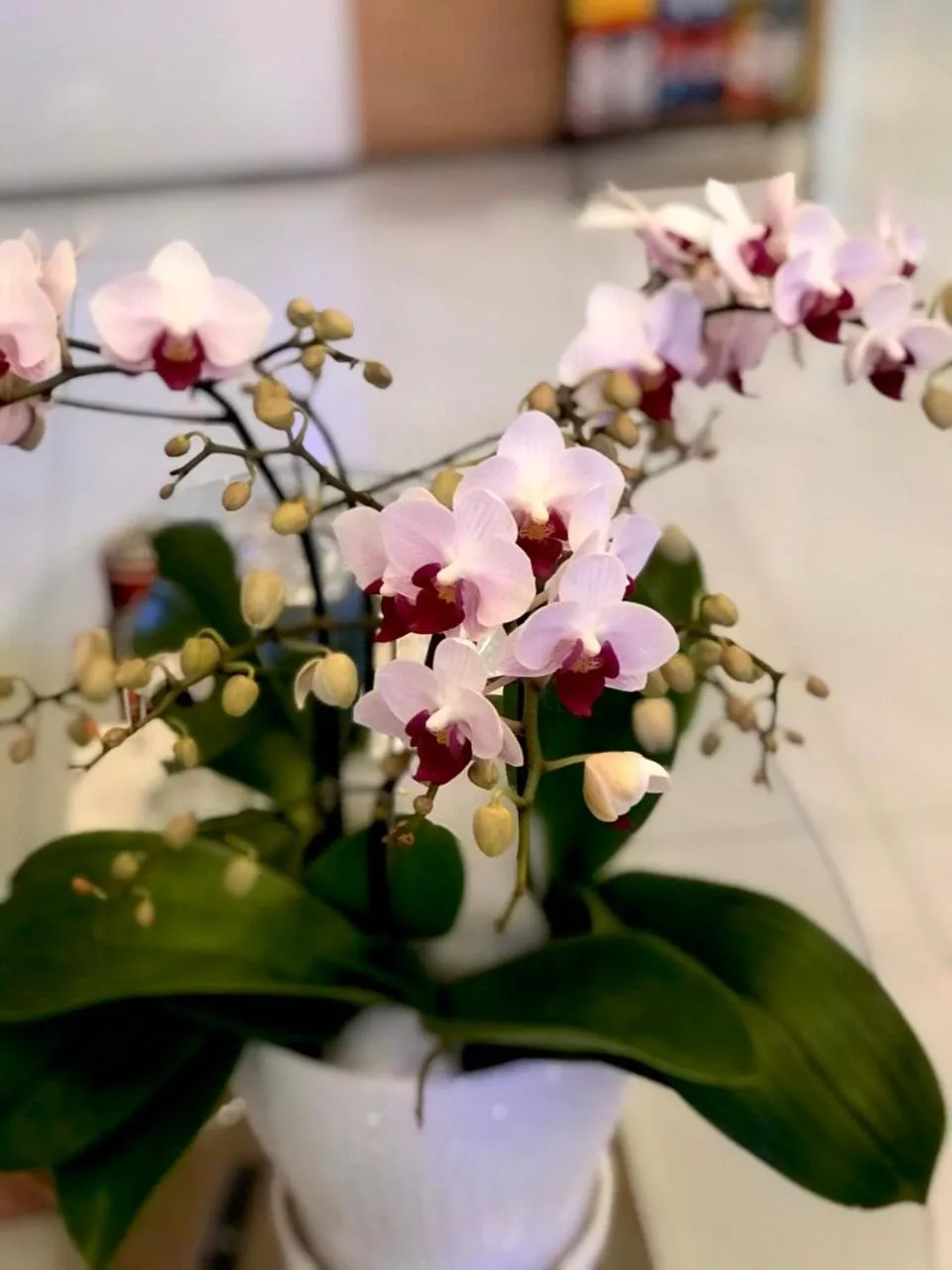 Louis Hotel - Bui Vien Walking Street