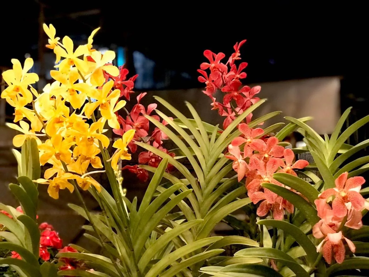 Louis Hotel - Bui Vien Walking Street