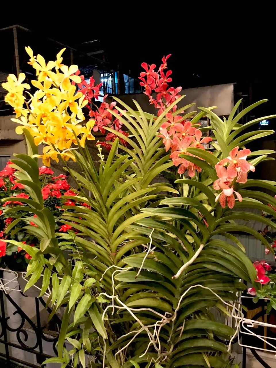 Louis Hotel - Bui Vien Walking Street