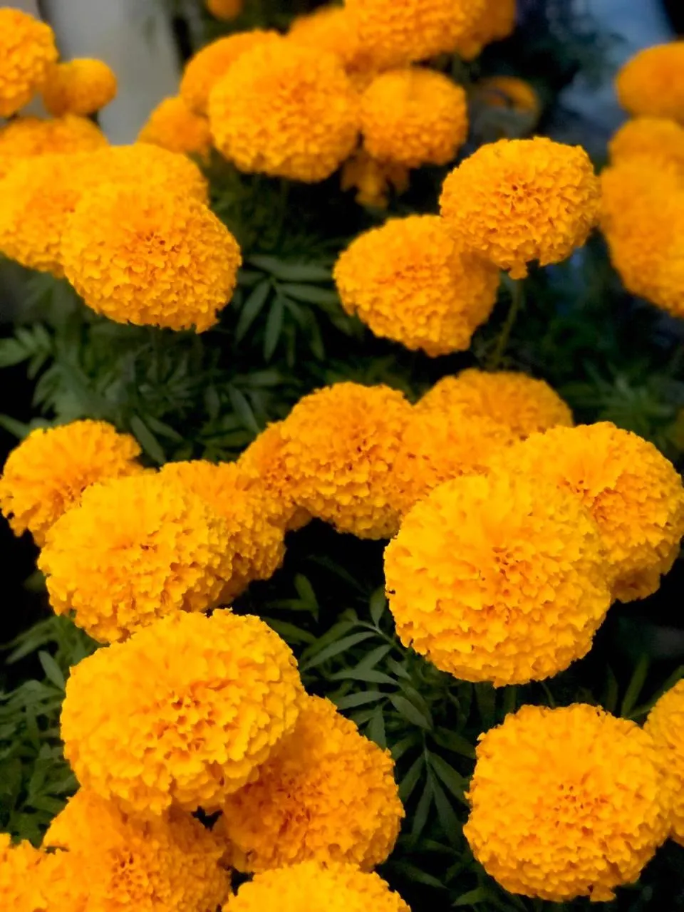 Louis Hotel - Bui Vien Walking Street