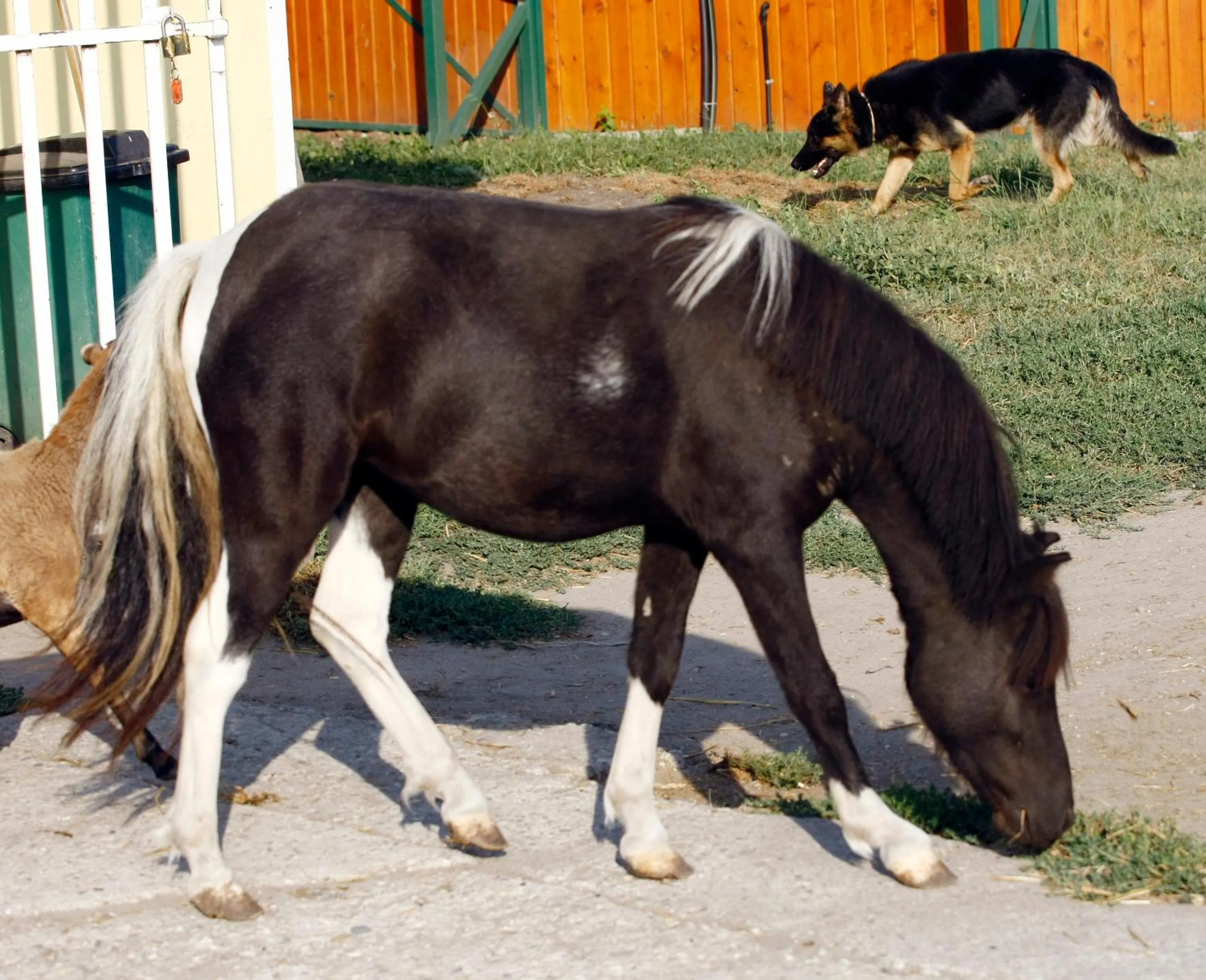 Horse-riding in Nyerges Hotel Termál Superior