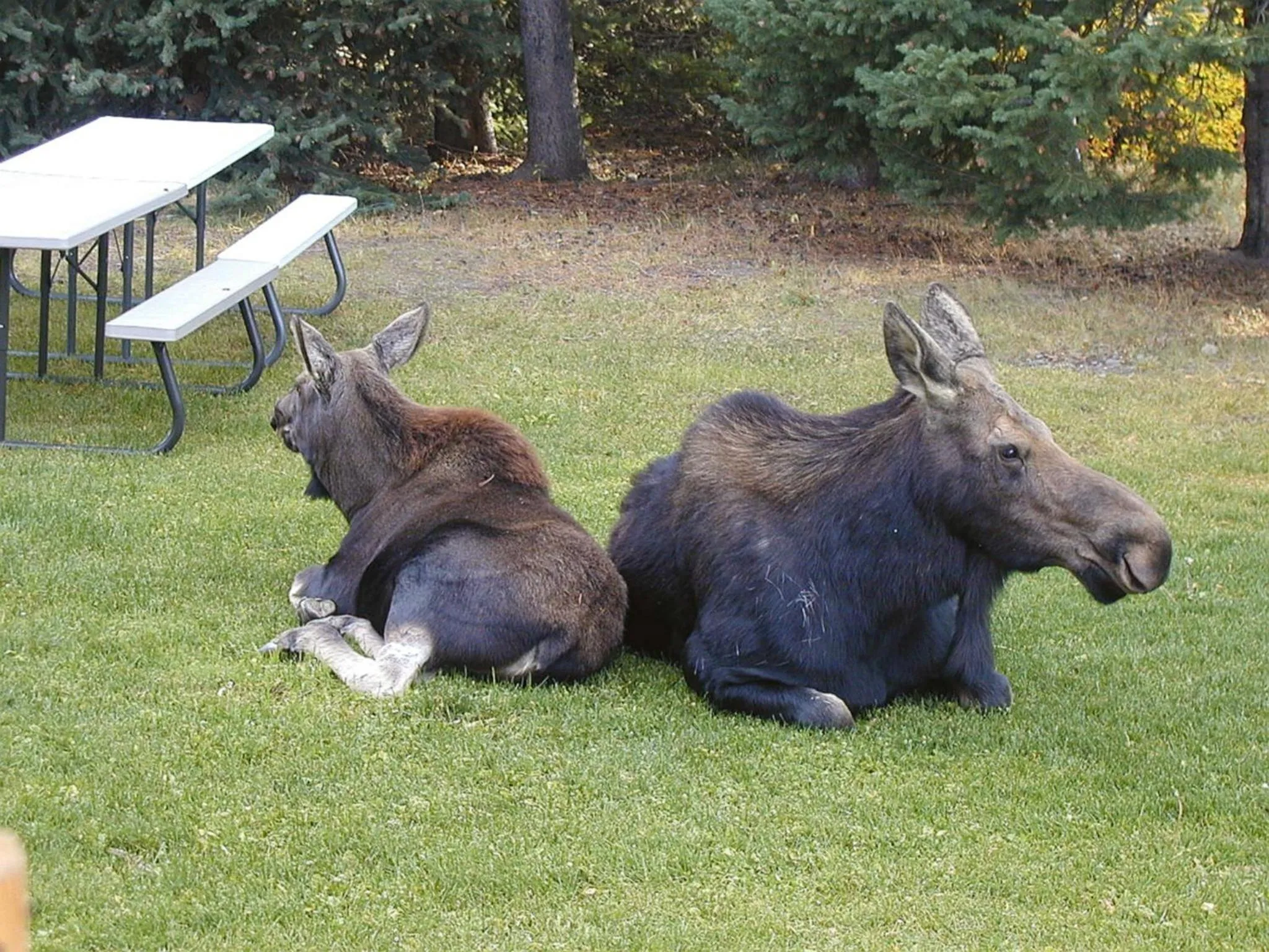Animals in The Pines at Island Park