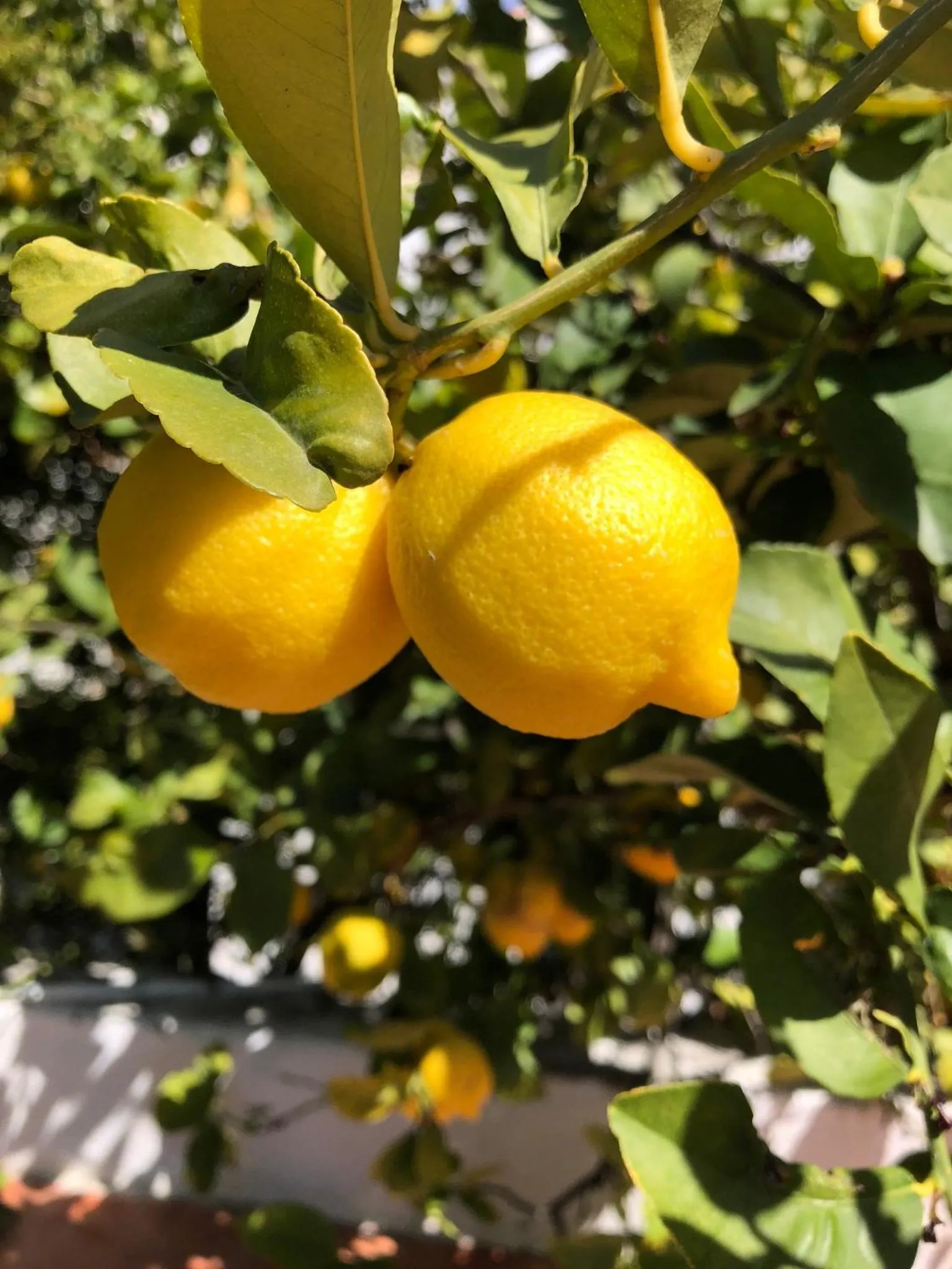 Patio in Limonero bnb