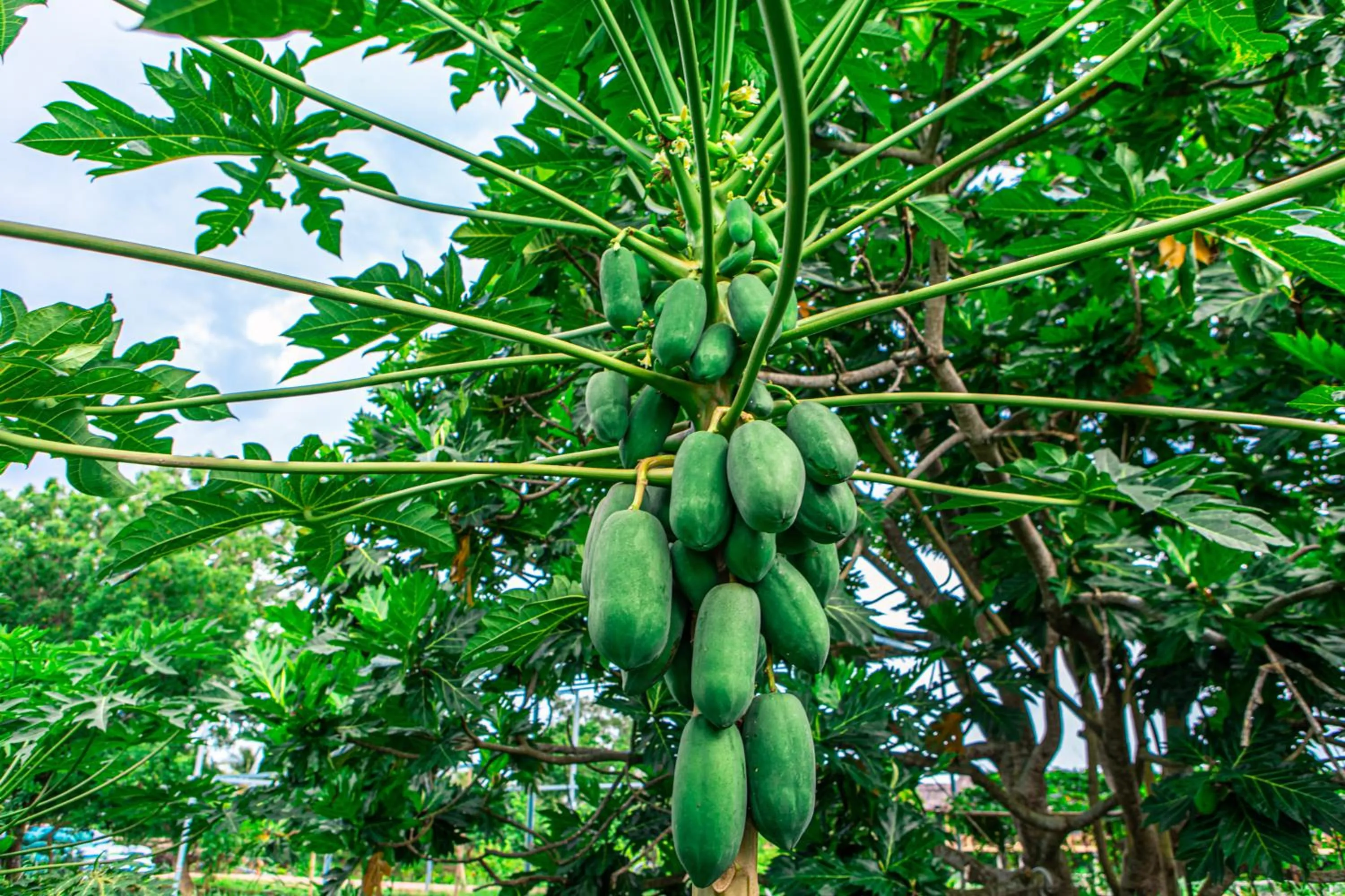 Garden in Mekong Riverside Boutique Resort & Spa