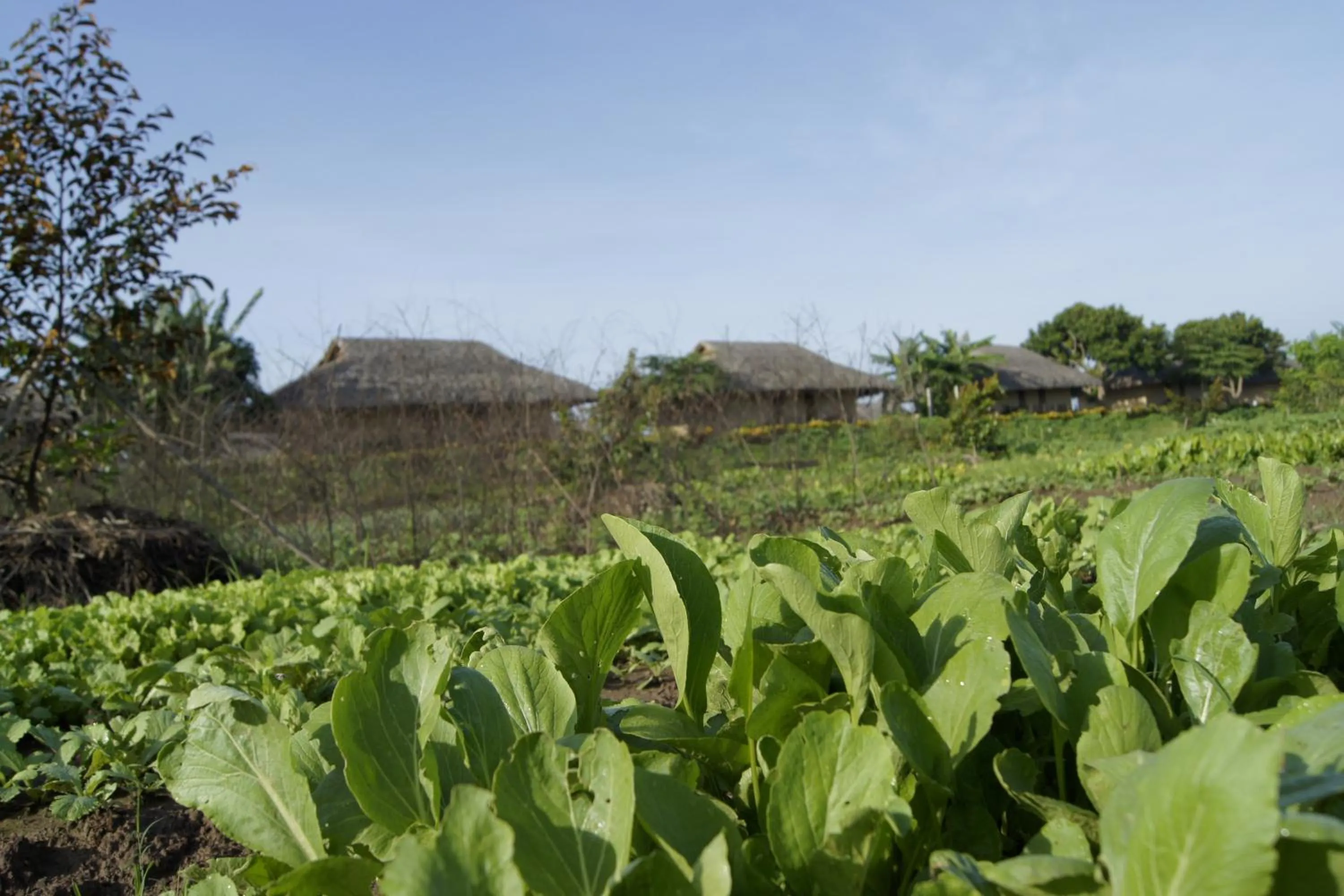 Garden in Mekong Riverside Boutique Resort & Spa