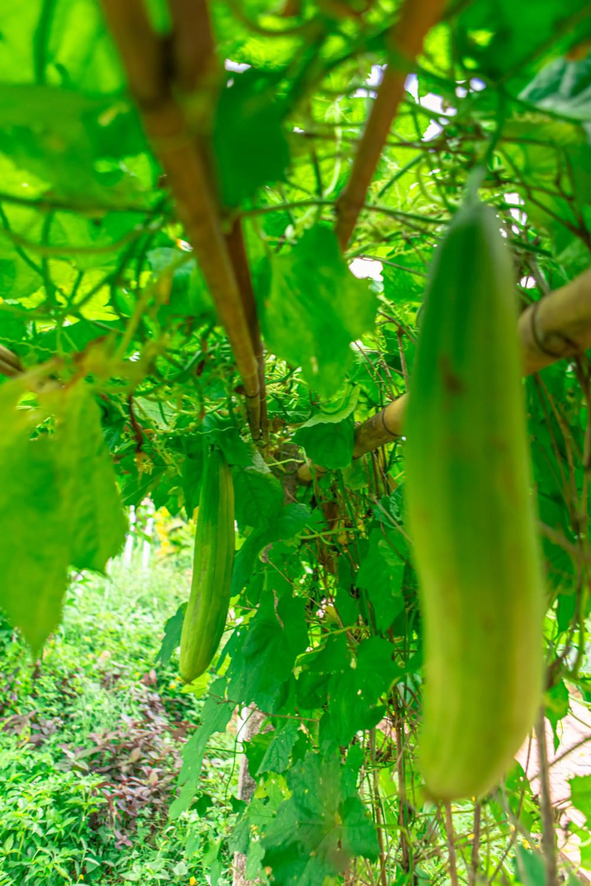 Neighbourhood in Mekong Riverside Boutique Resort & Spa