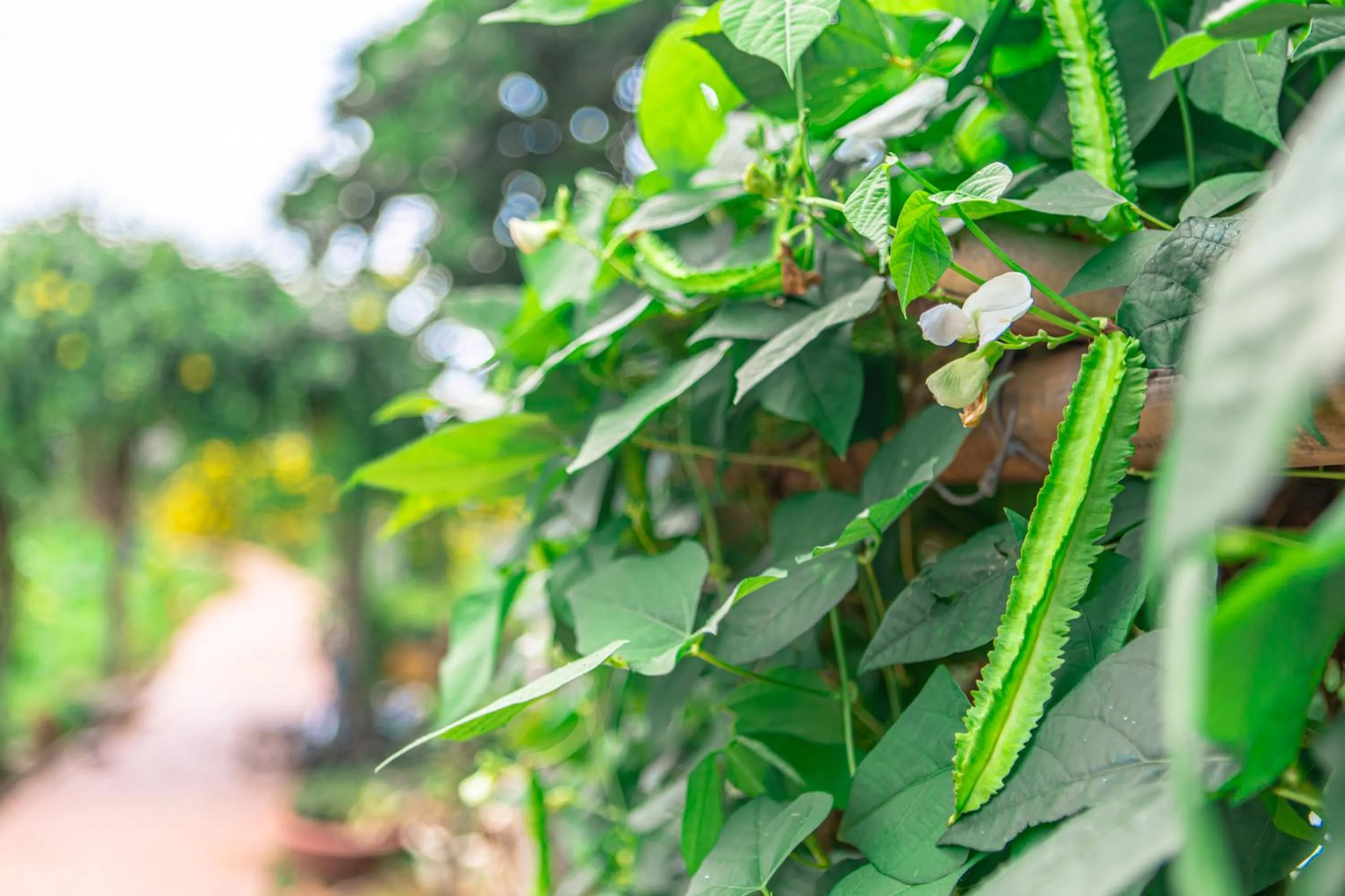 Neighbourhood in Mekong Riverside Boutique Resort & Spa