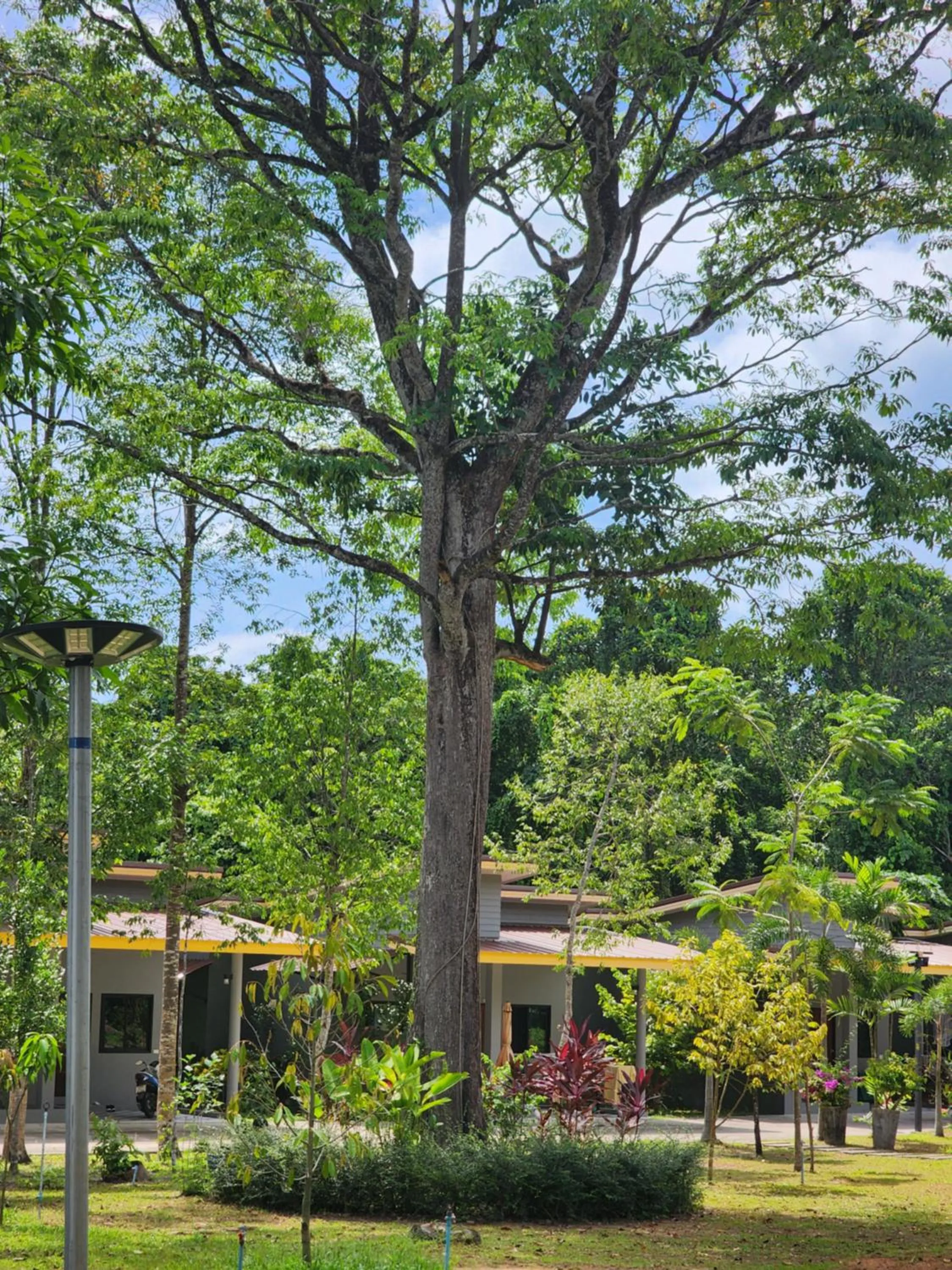 Garden view in Khaolak Yama Resort - SHA Plus