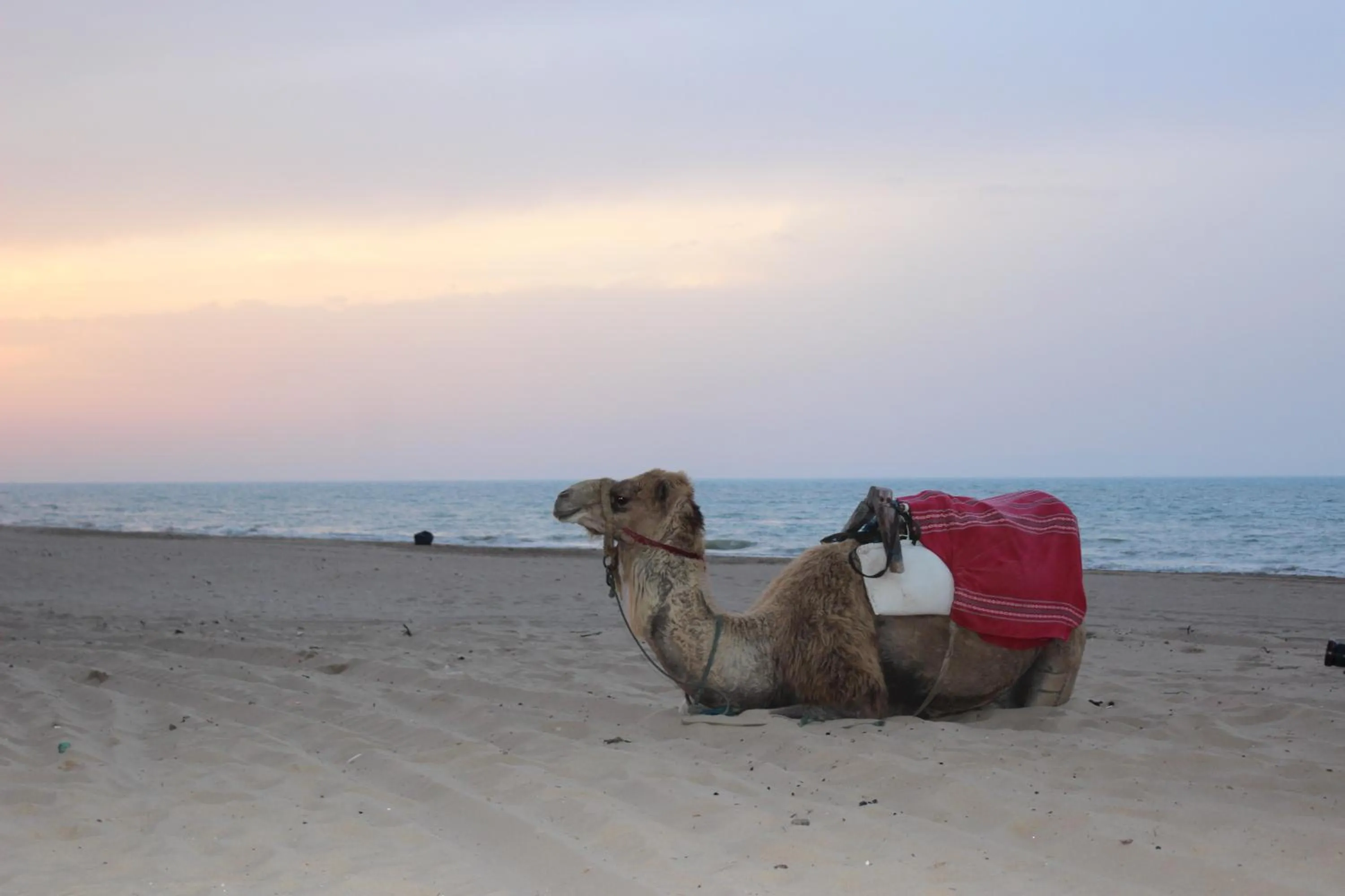 Beach in Regency Tunis Hotel