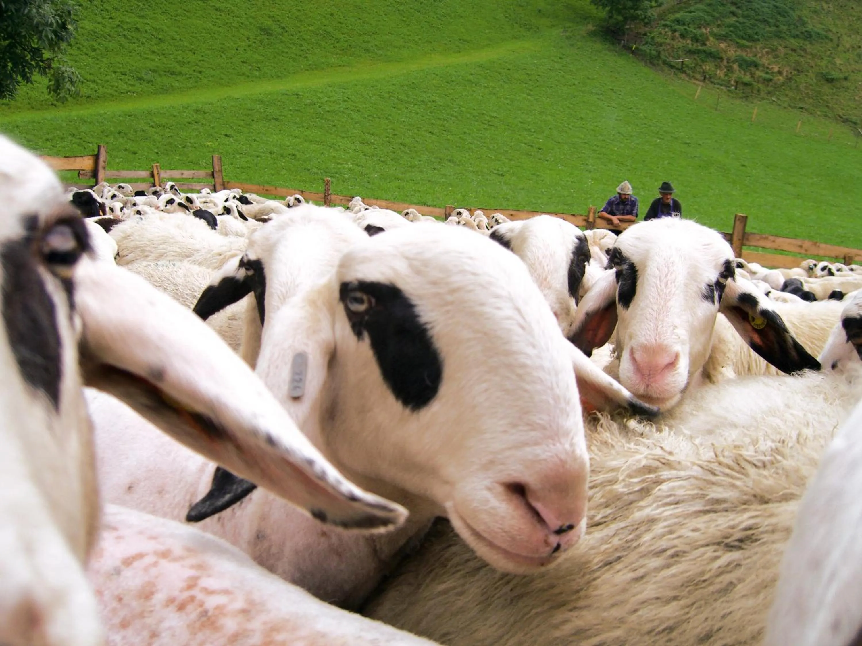 Animals in Gasthof Teiser Stern