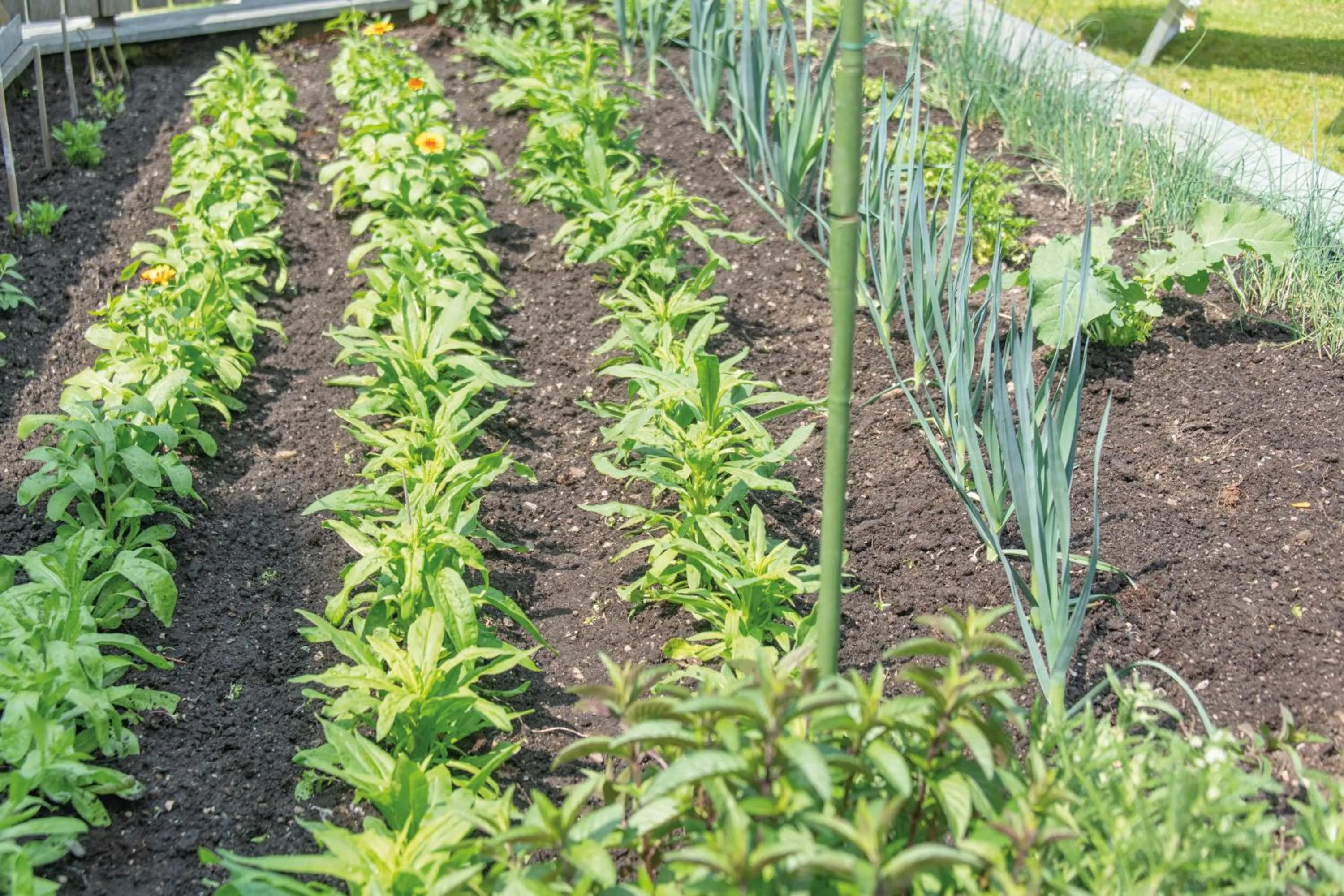 Garden in Gasthof Teiser Stern