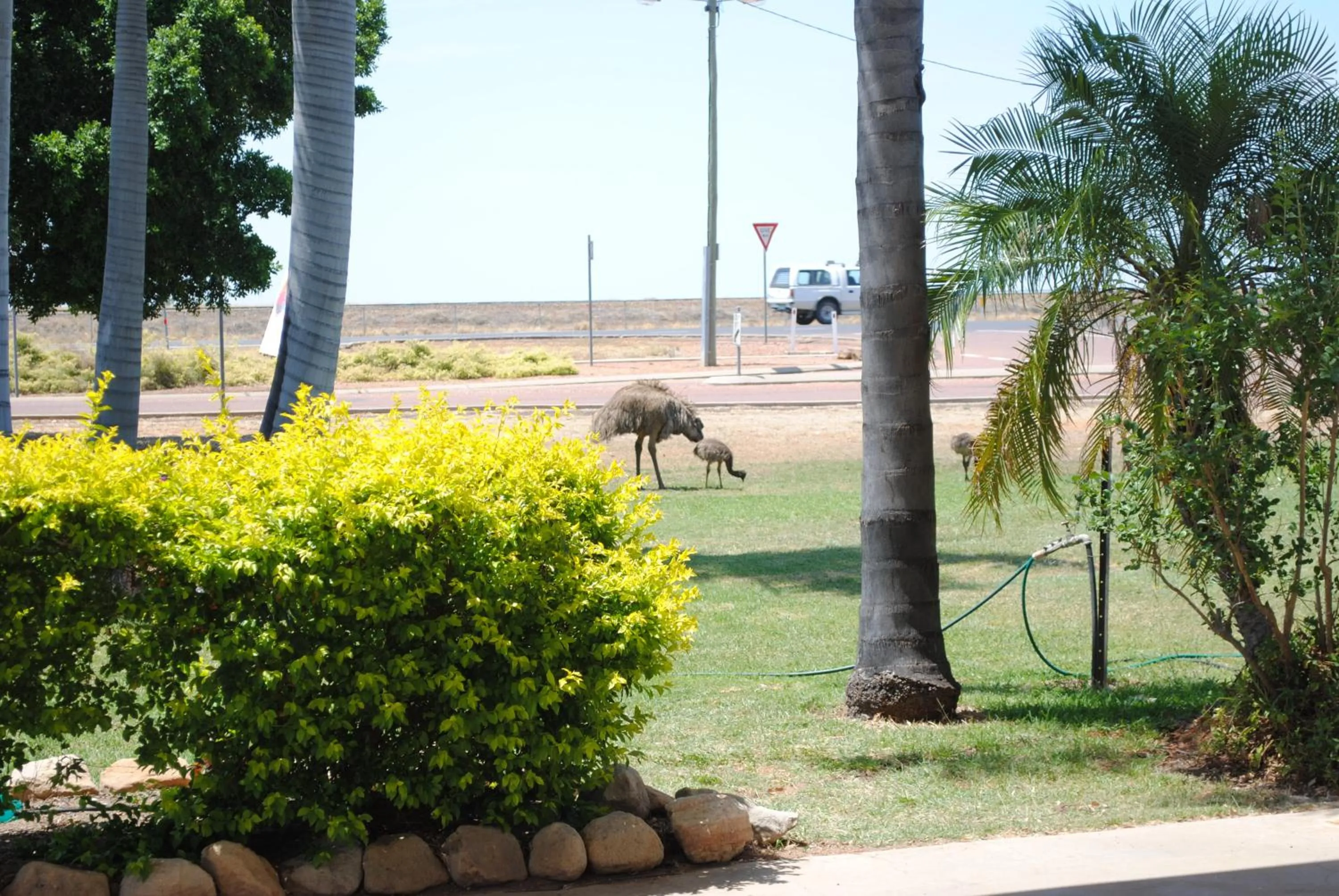 Garden in Albert Park Motor Inn