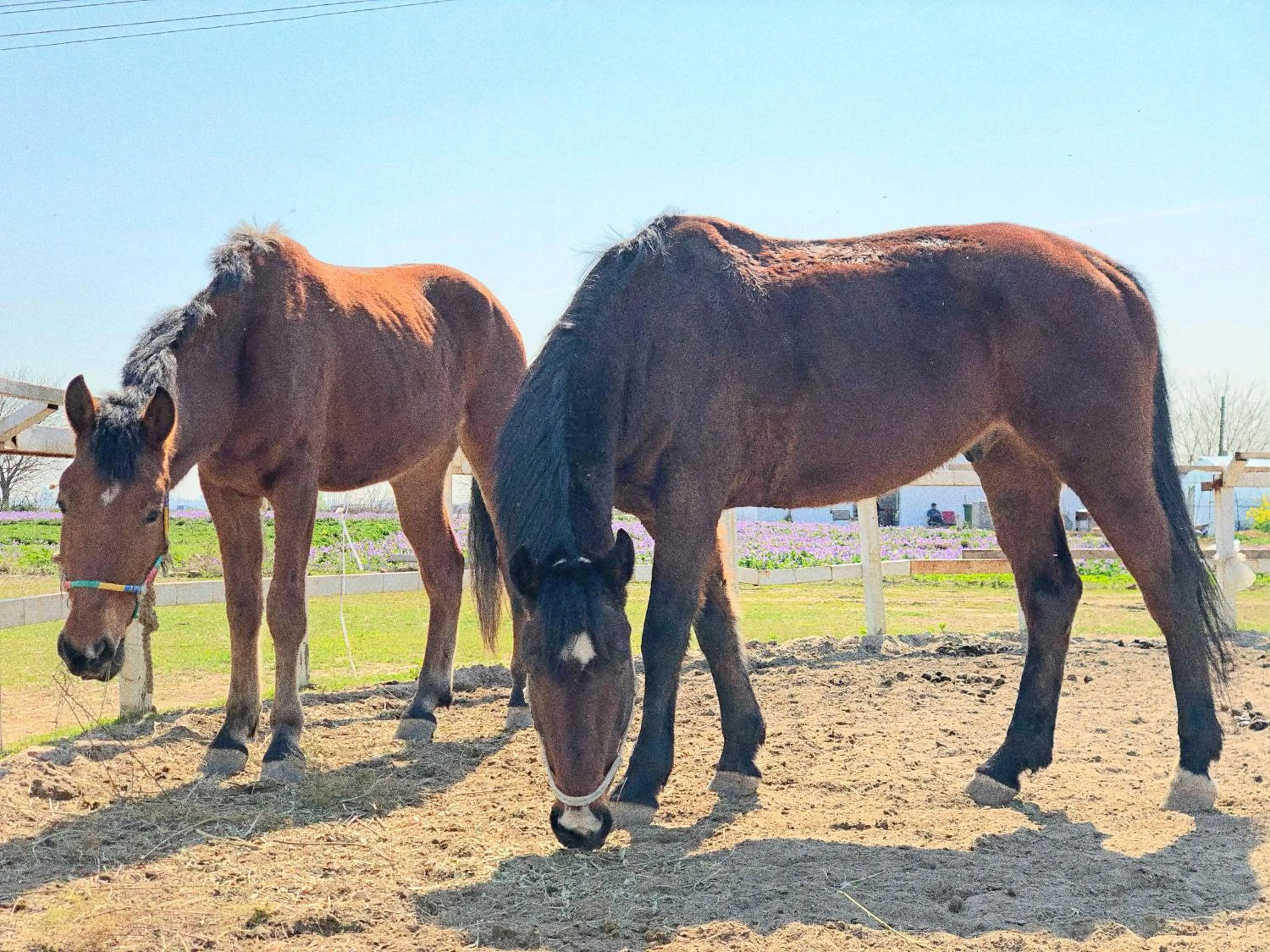 Other Animals in Siko Grand Hotel Suzhou Yangcheng