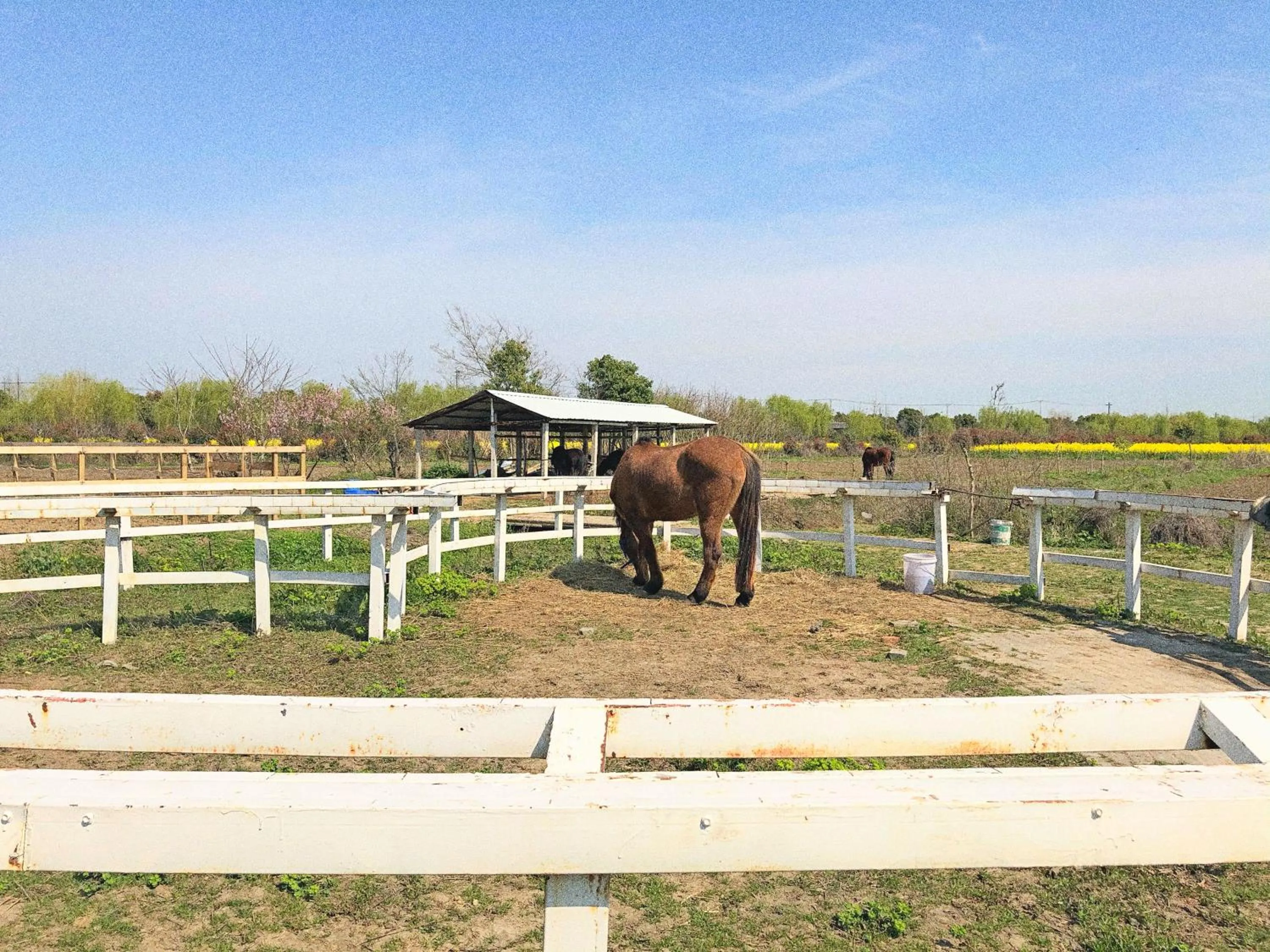 Other Animals in Siko Grand Hotel Suzhou Yangcheng