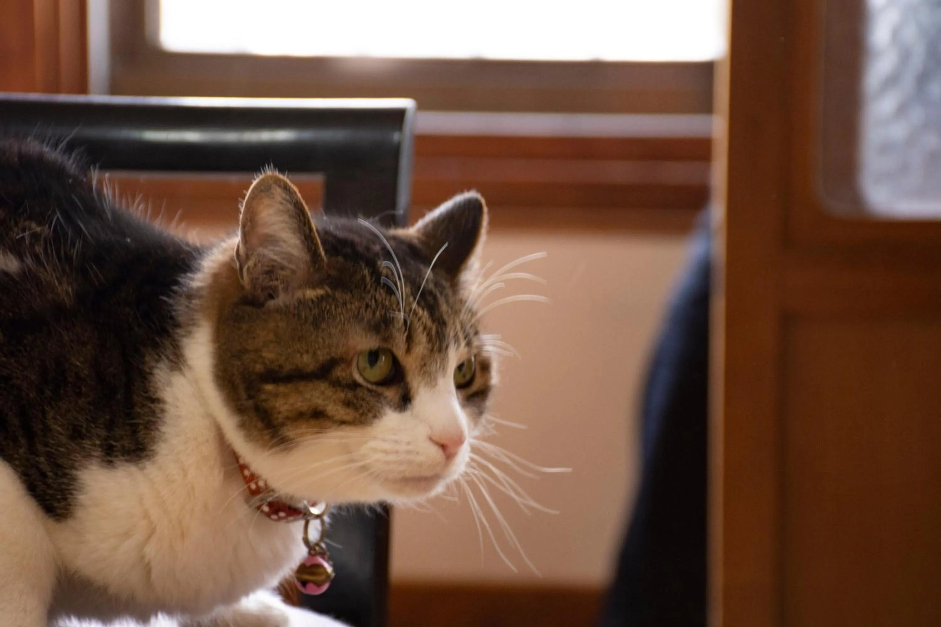 Time of day in Guest Cafe Kuchikumano