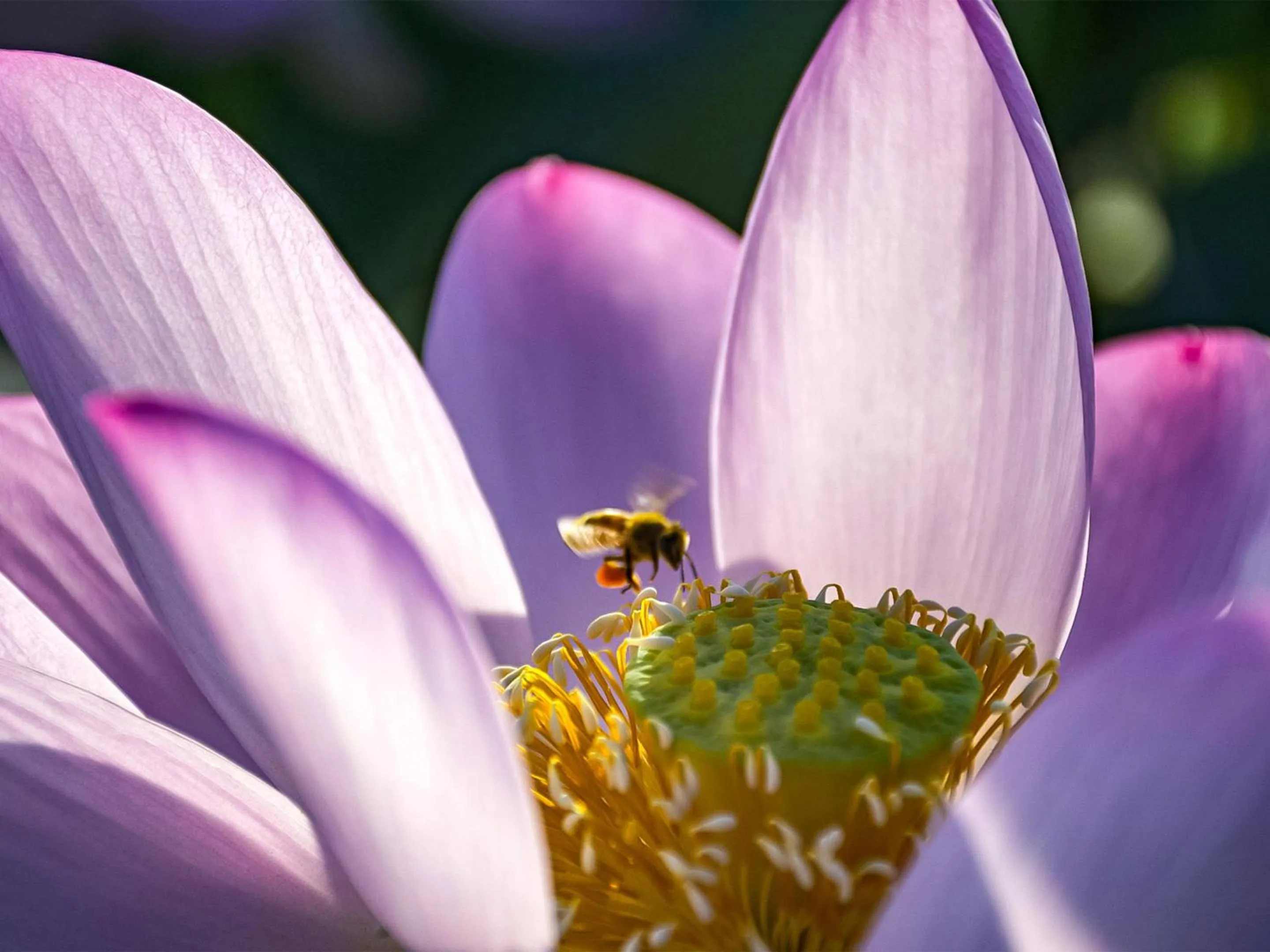 Garden view in Guest Cafe Kuchikumano