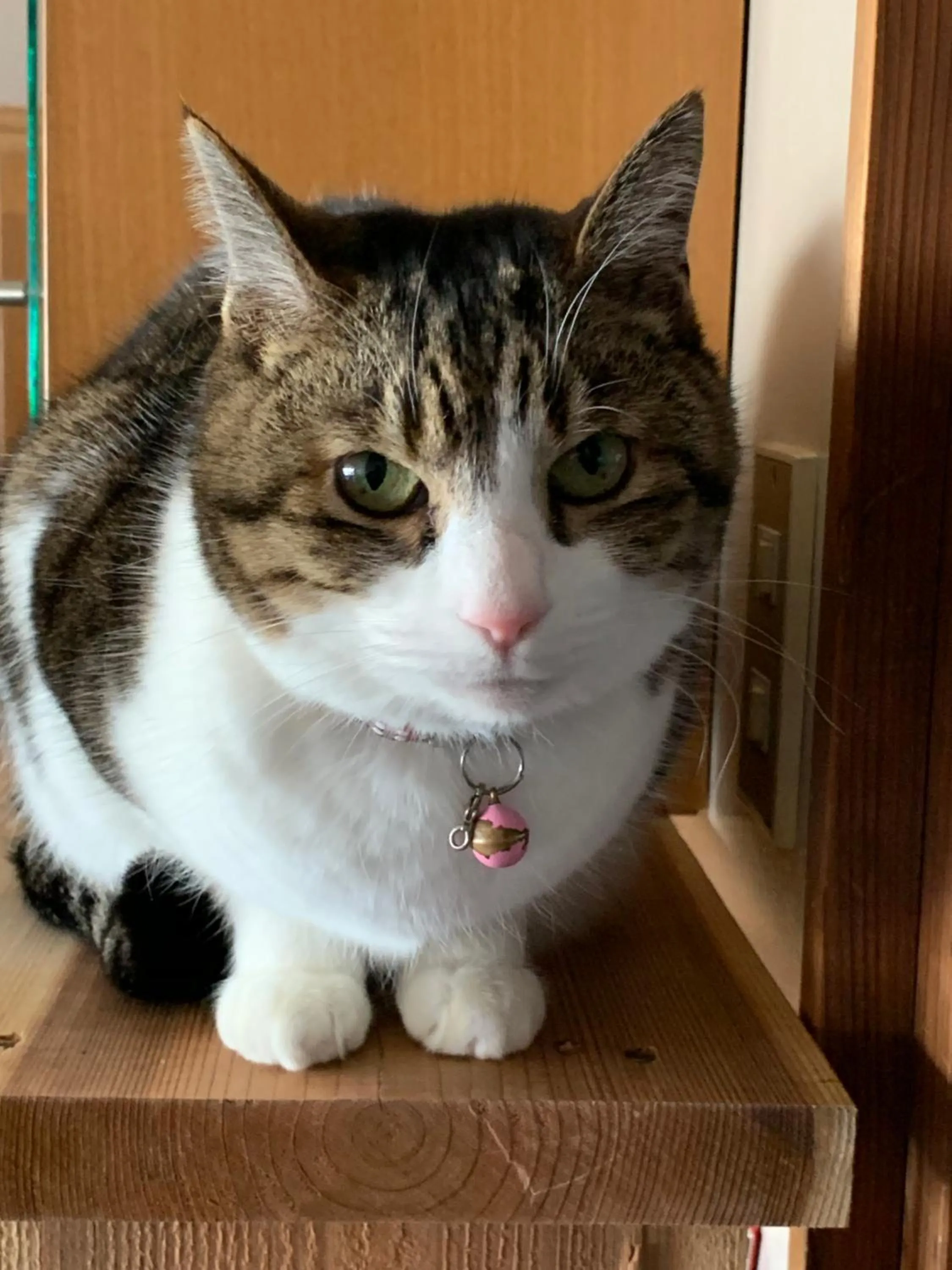 Pets in Guest Cafe Kuchikumano