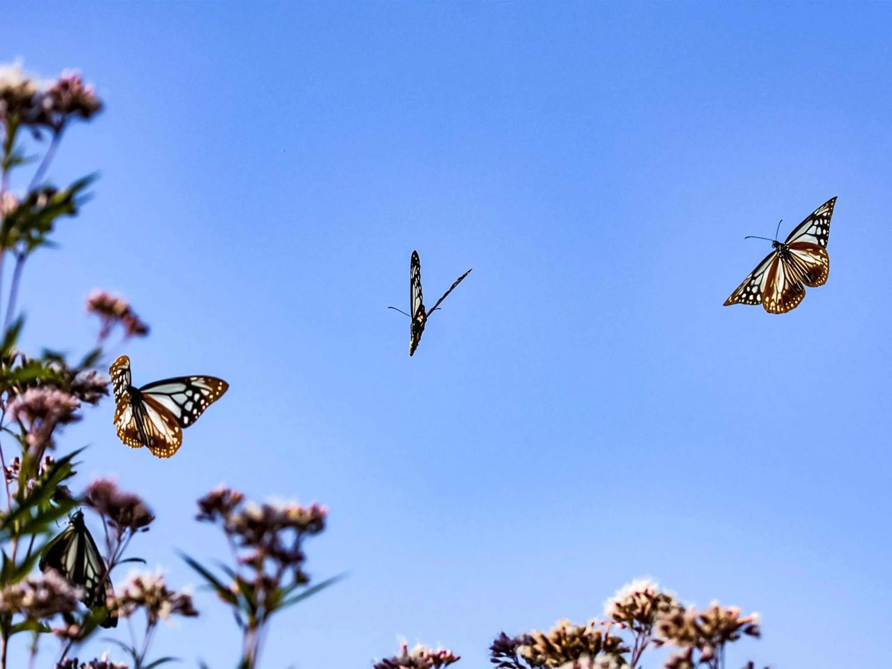 Animals in Guest Cafe Kuchikumano