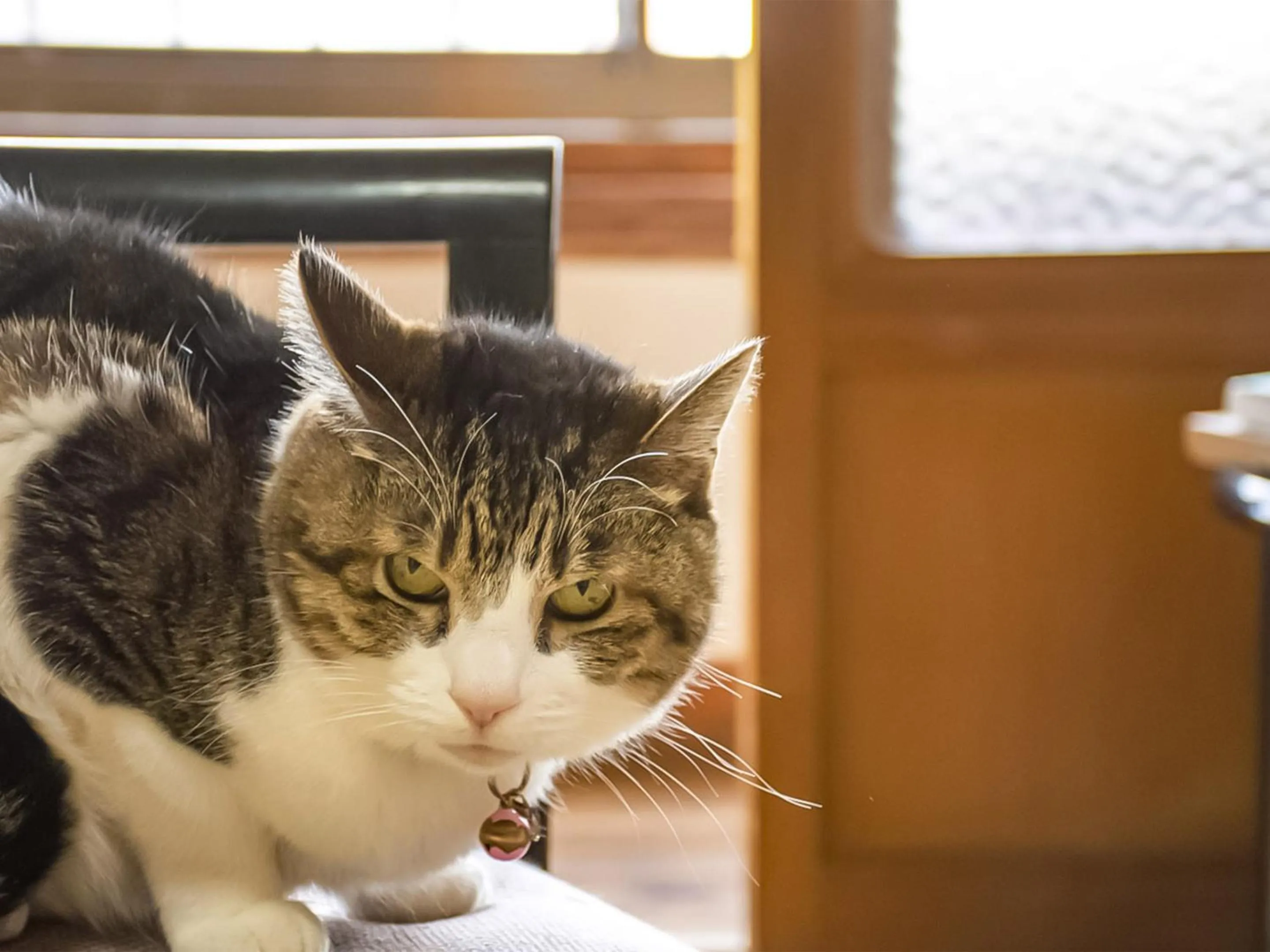 Pets in Guest Cafe Kuchikumano