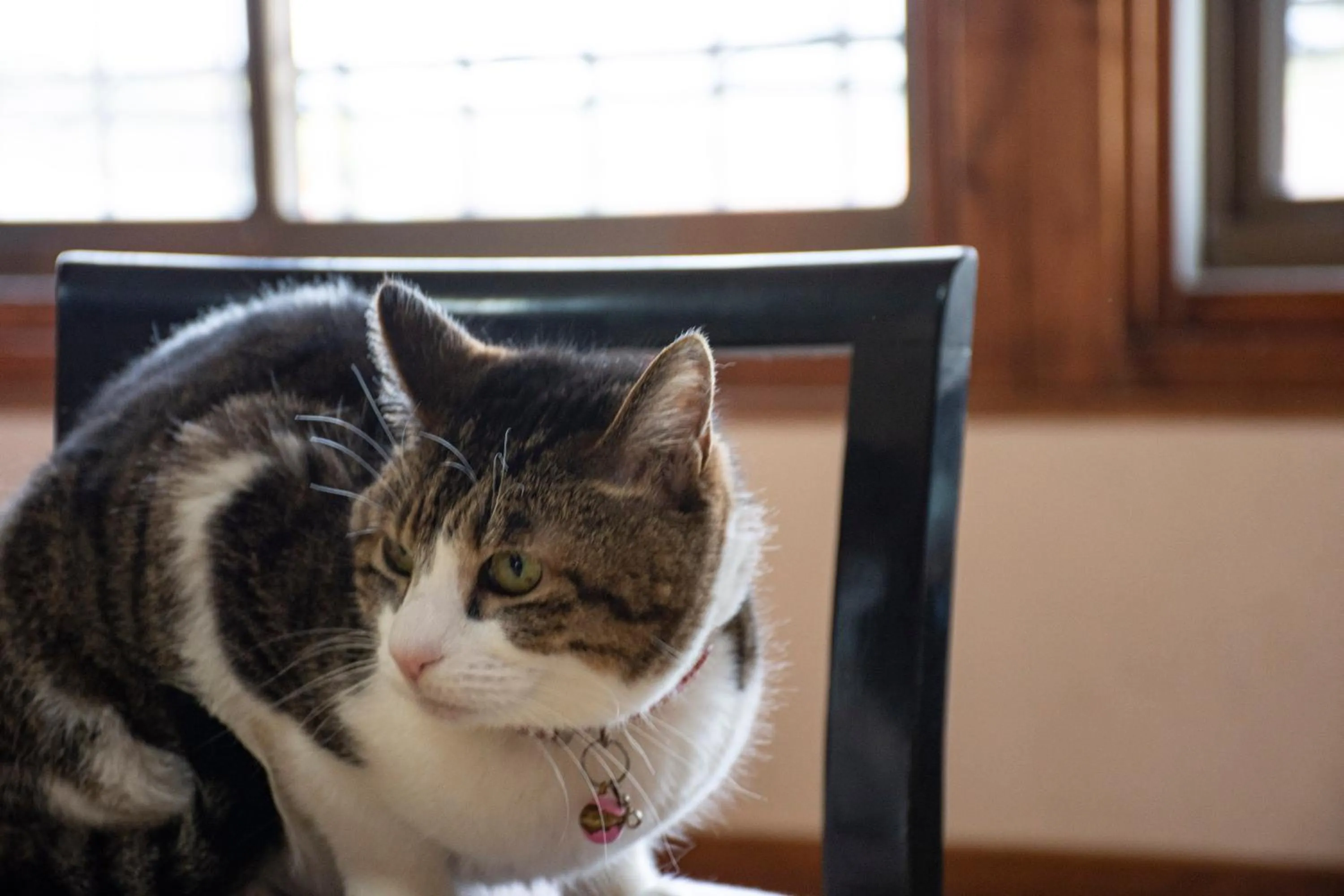 Time of day in Guest Cafe Kuchikumano