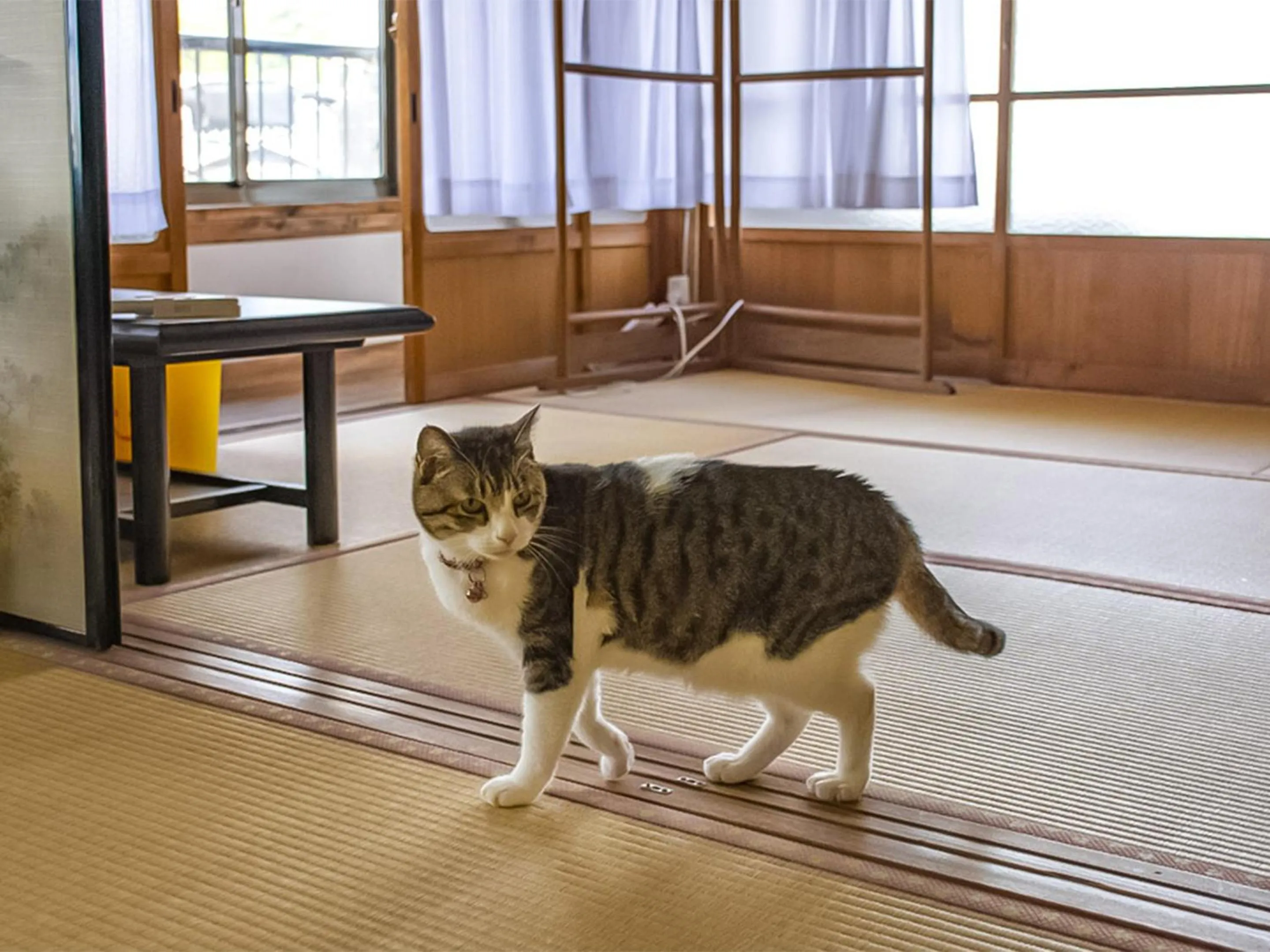 Pets in Guest Cafe Kuchikumano