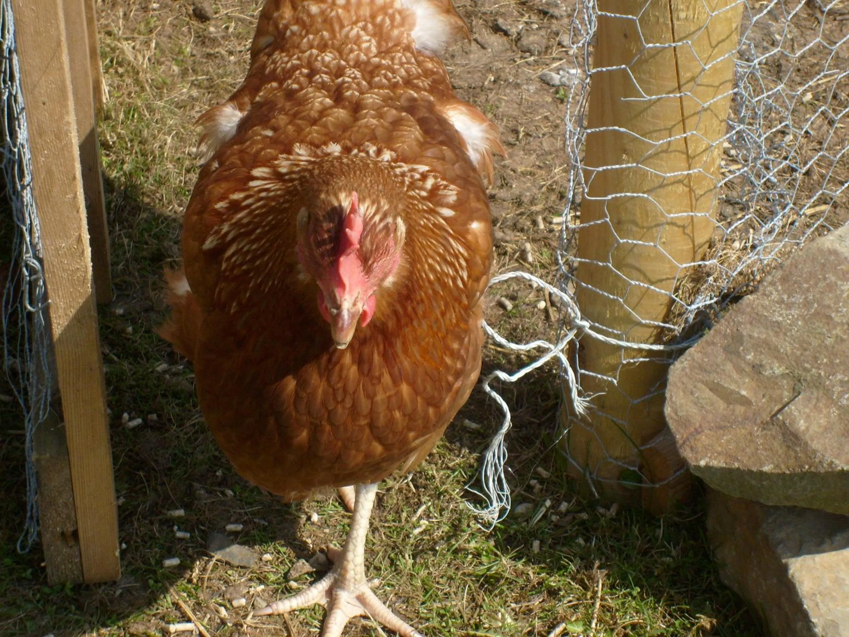 Animals in Seafield Farmhouse