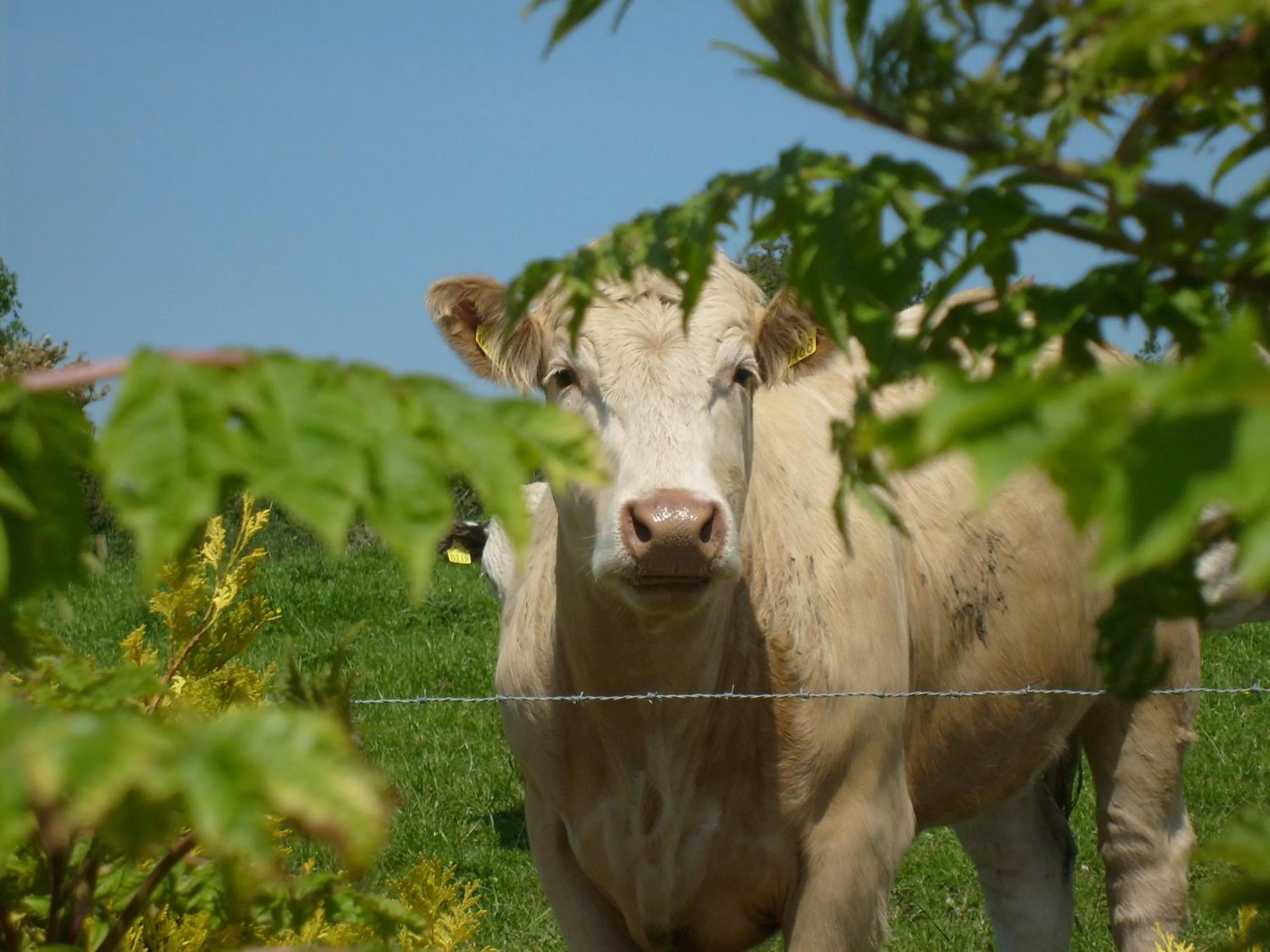 Day in Seafield Farmhouse