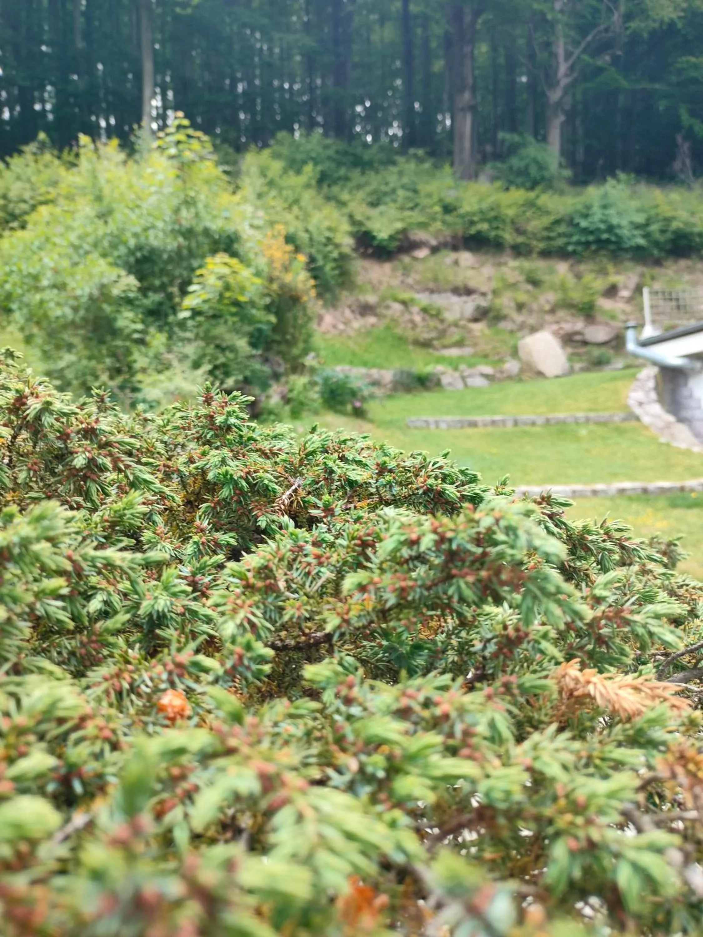 Spring in Jagniatkowa Koliba