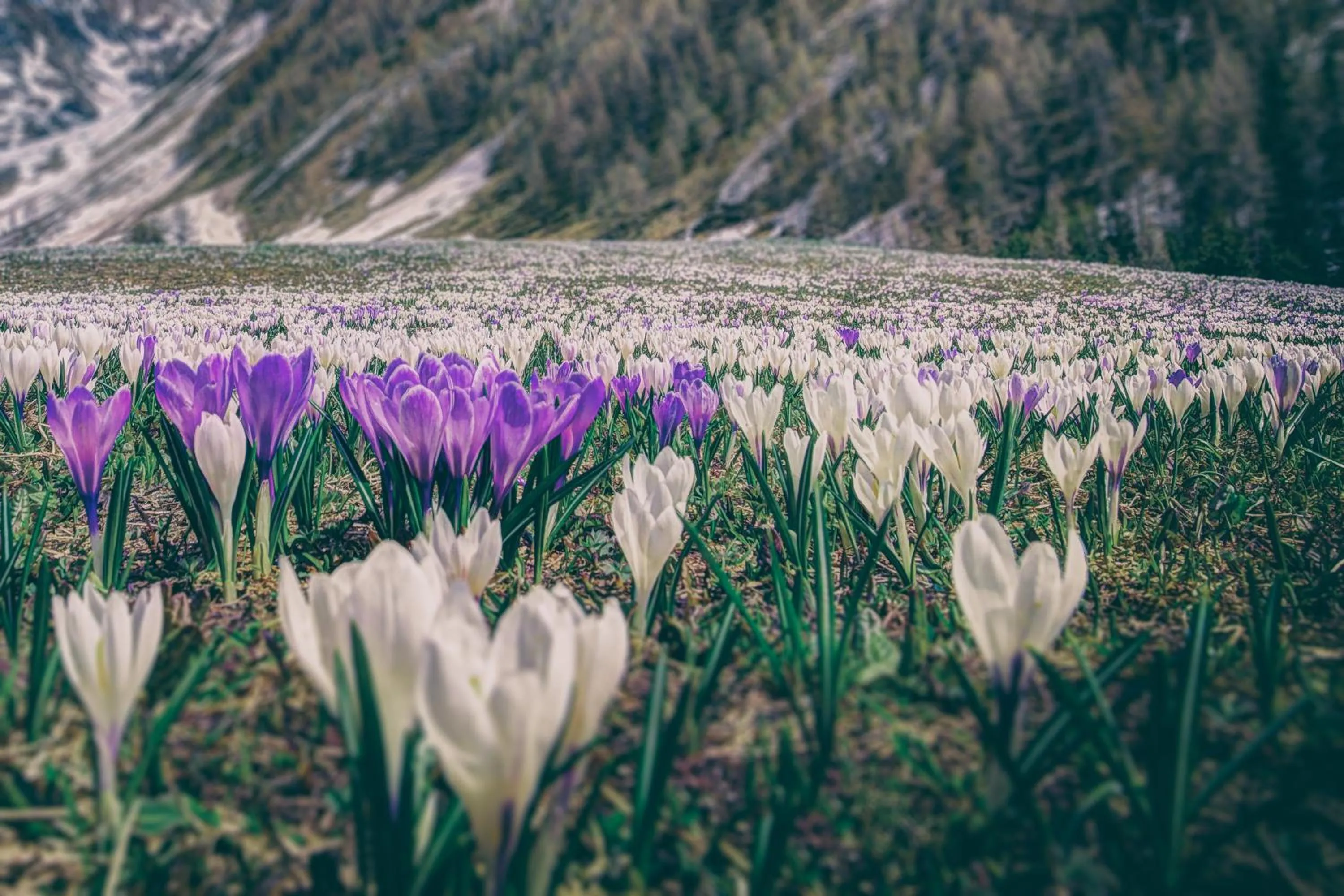 Spring in Osada Kościelisko - Tatry na Wyciągnięcie Ręki