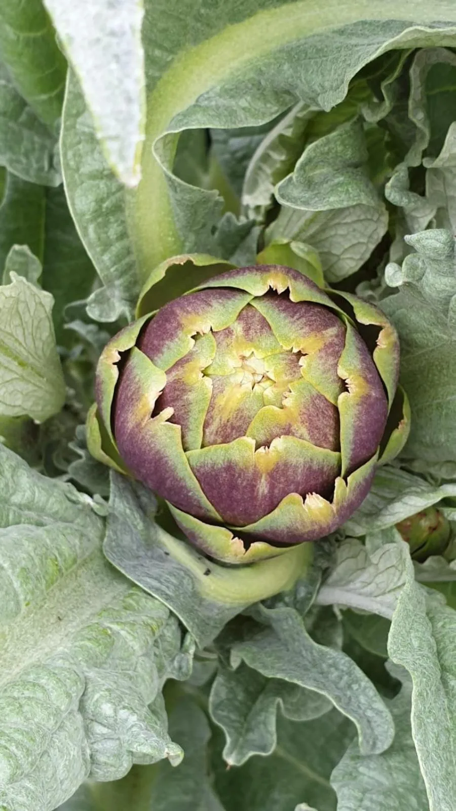 Spring in L' Esmerand