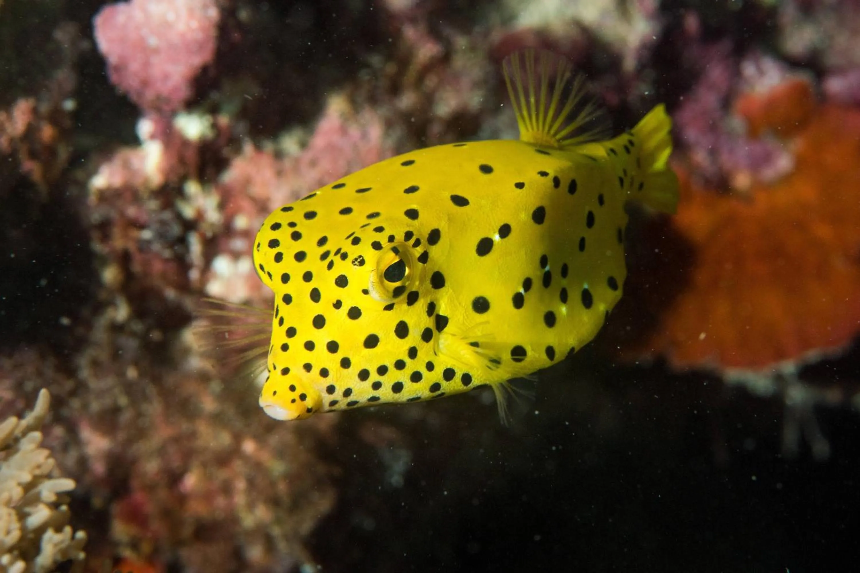 Other in Phuket Marriott Resort & Spa, Merlin Beach