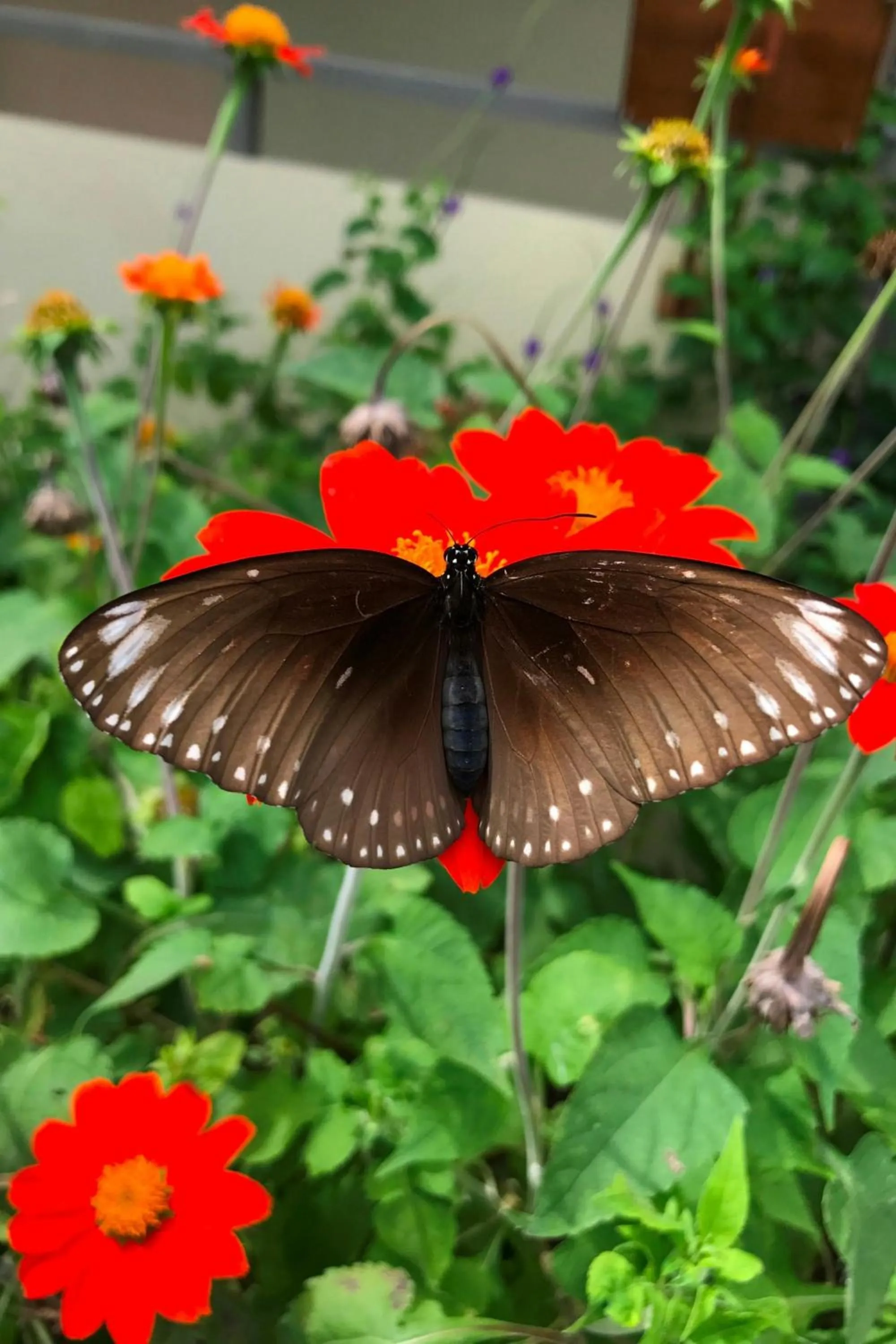 Other in Phuket Marriott Resort & Spa, Merlin Beach