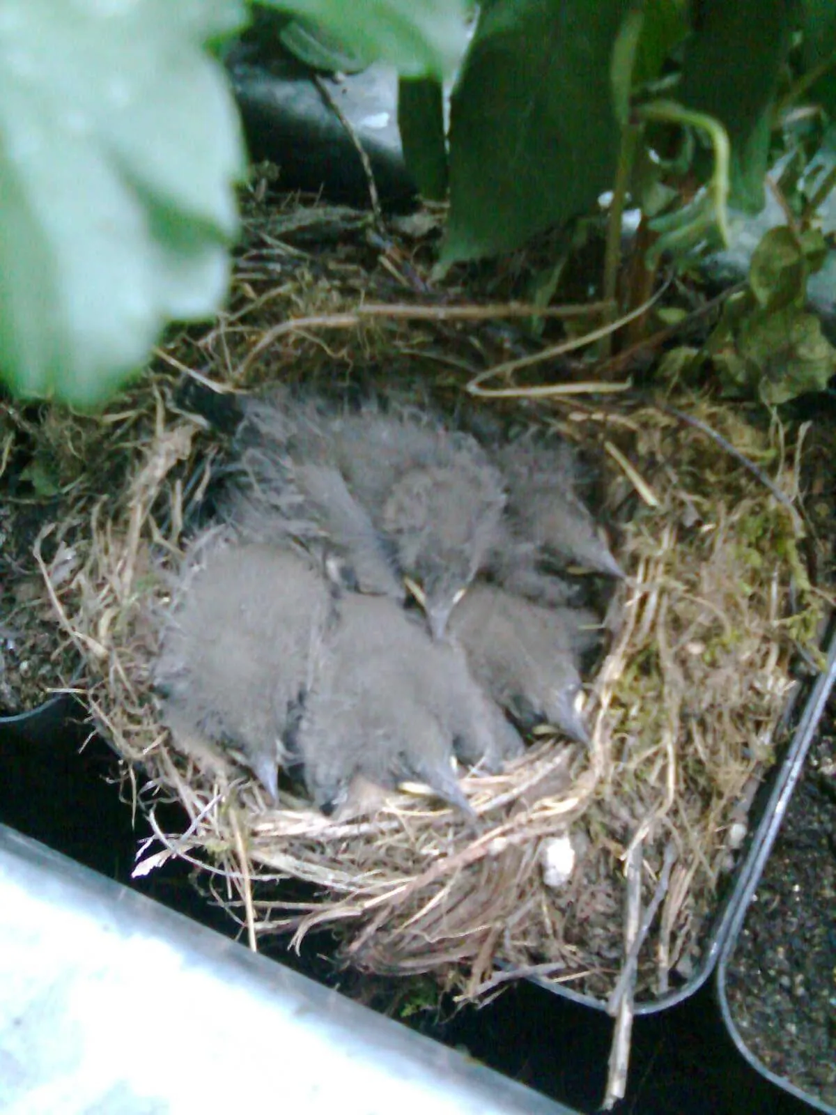 Animals in Zimmervermietung Babsy