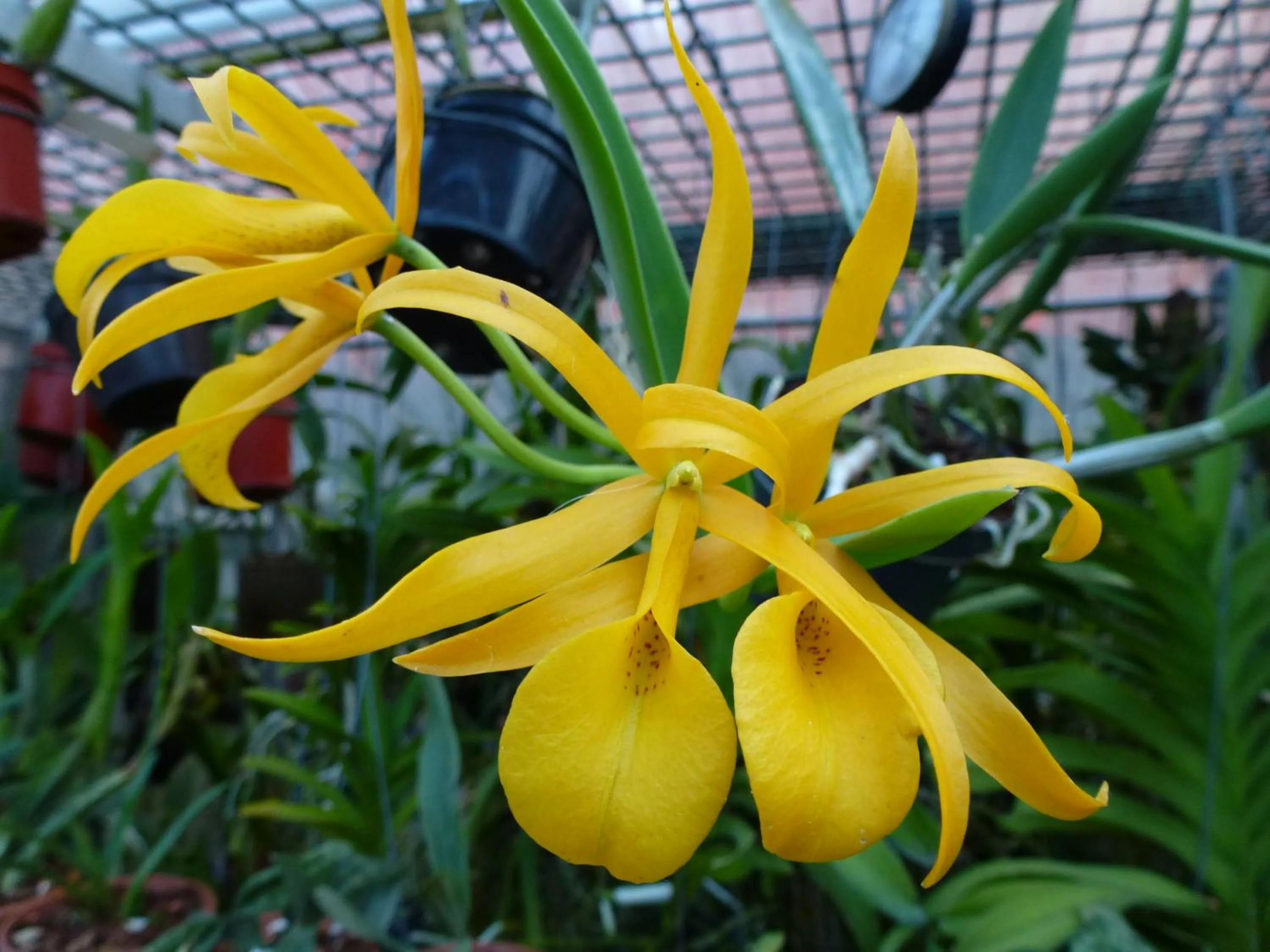 Garden in Zimmervermietung Babsy