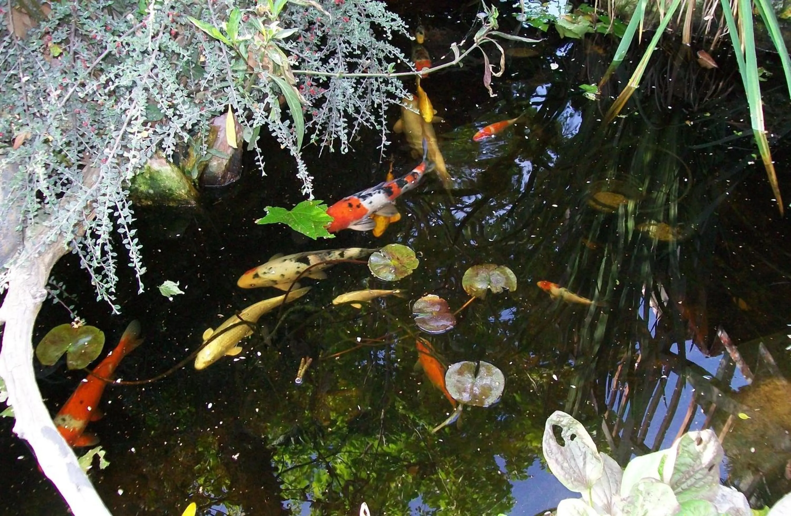 Garden in Adelaide Inn