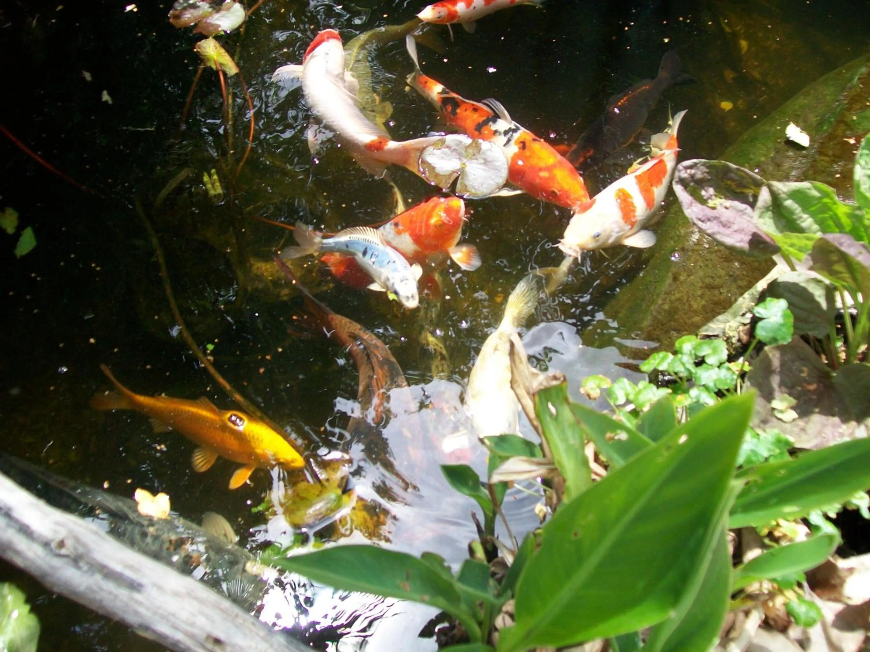 Garden in Adelaide Inn