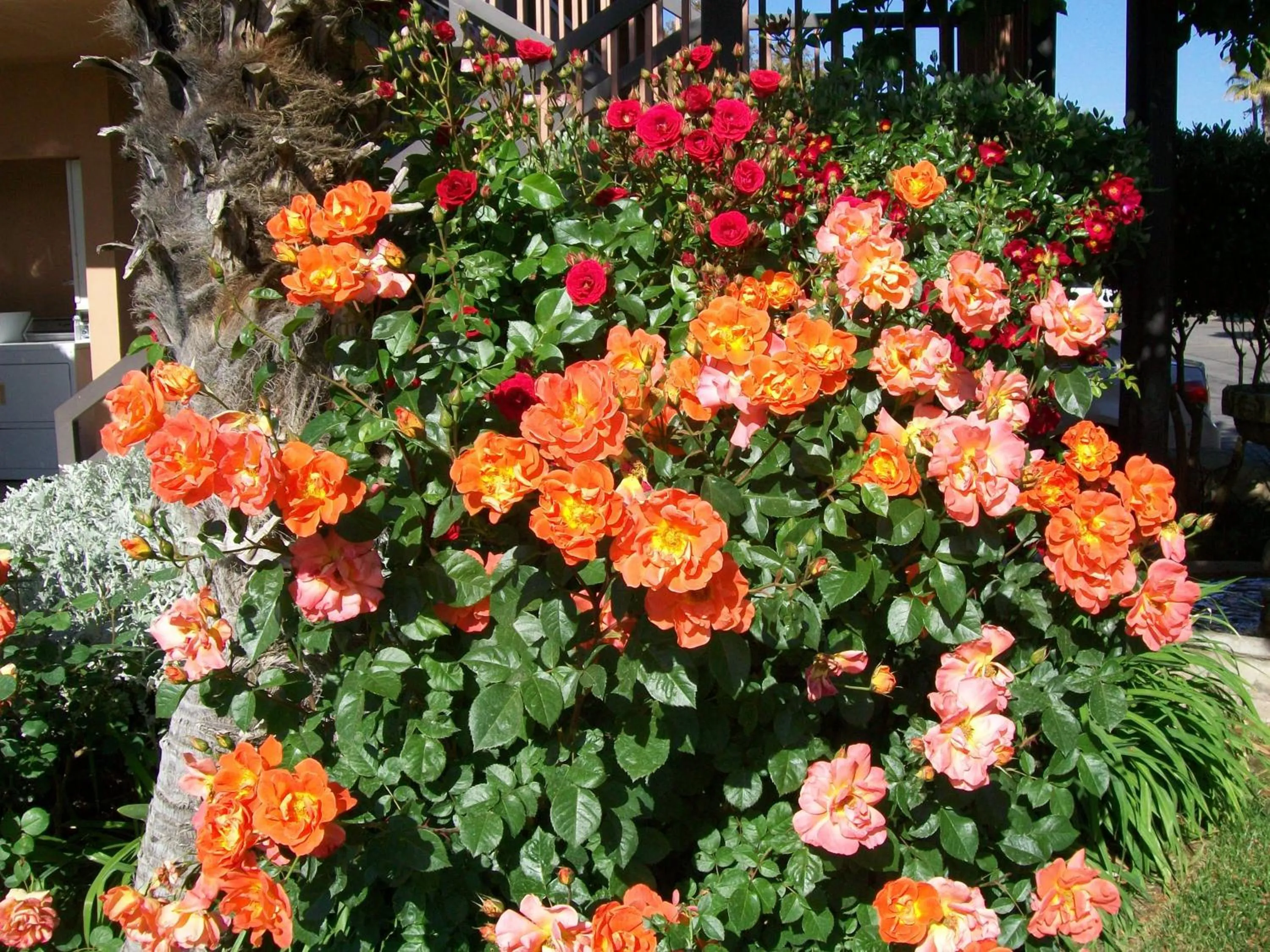 Garden in Adelaide Inn