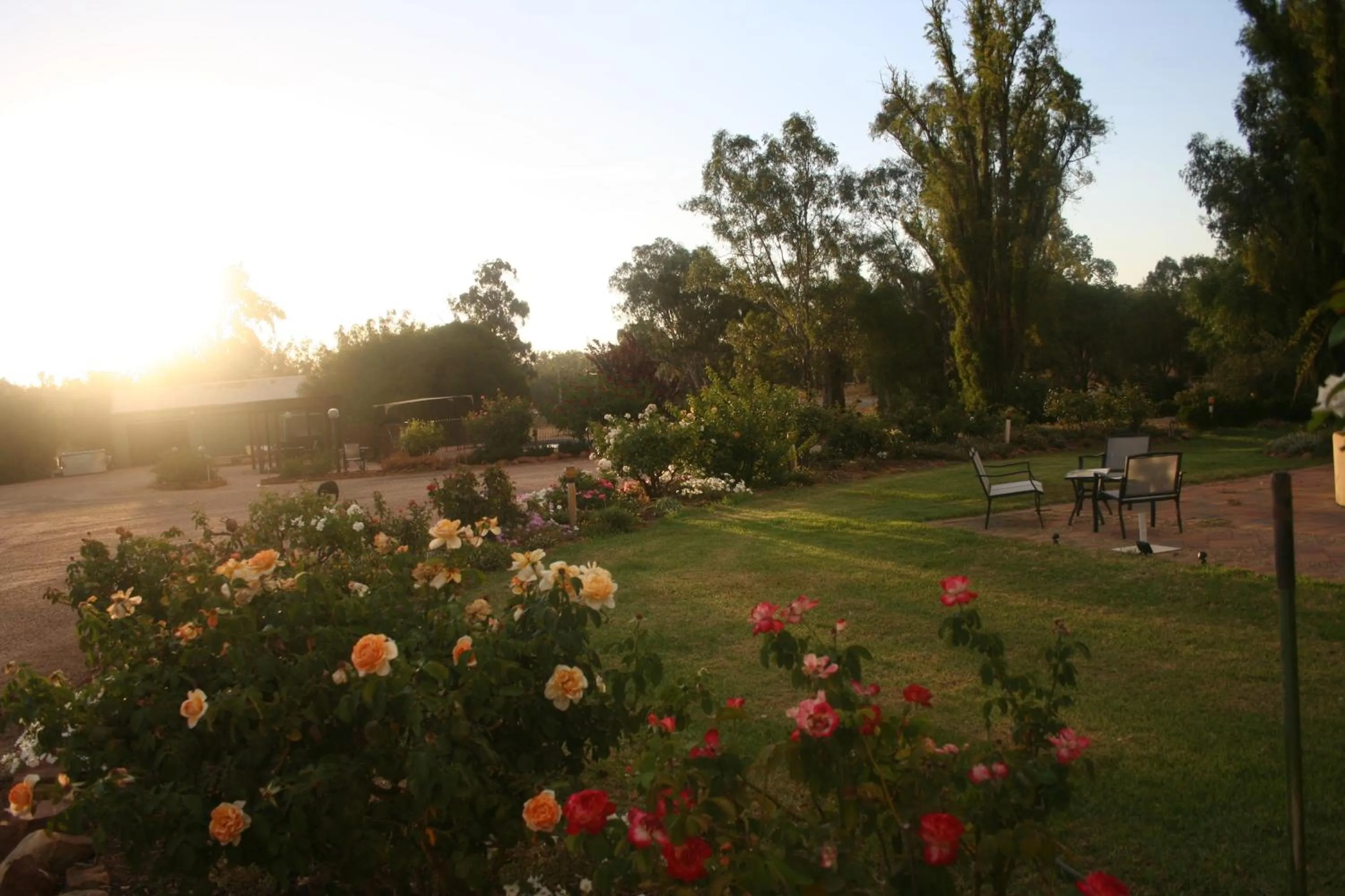 Garden in Newell Motor Inn Narrandera