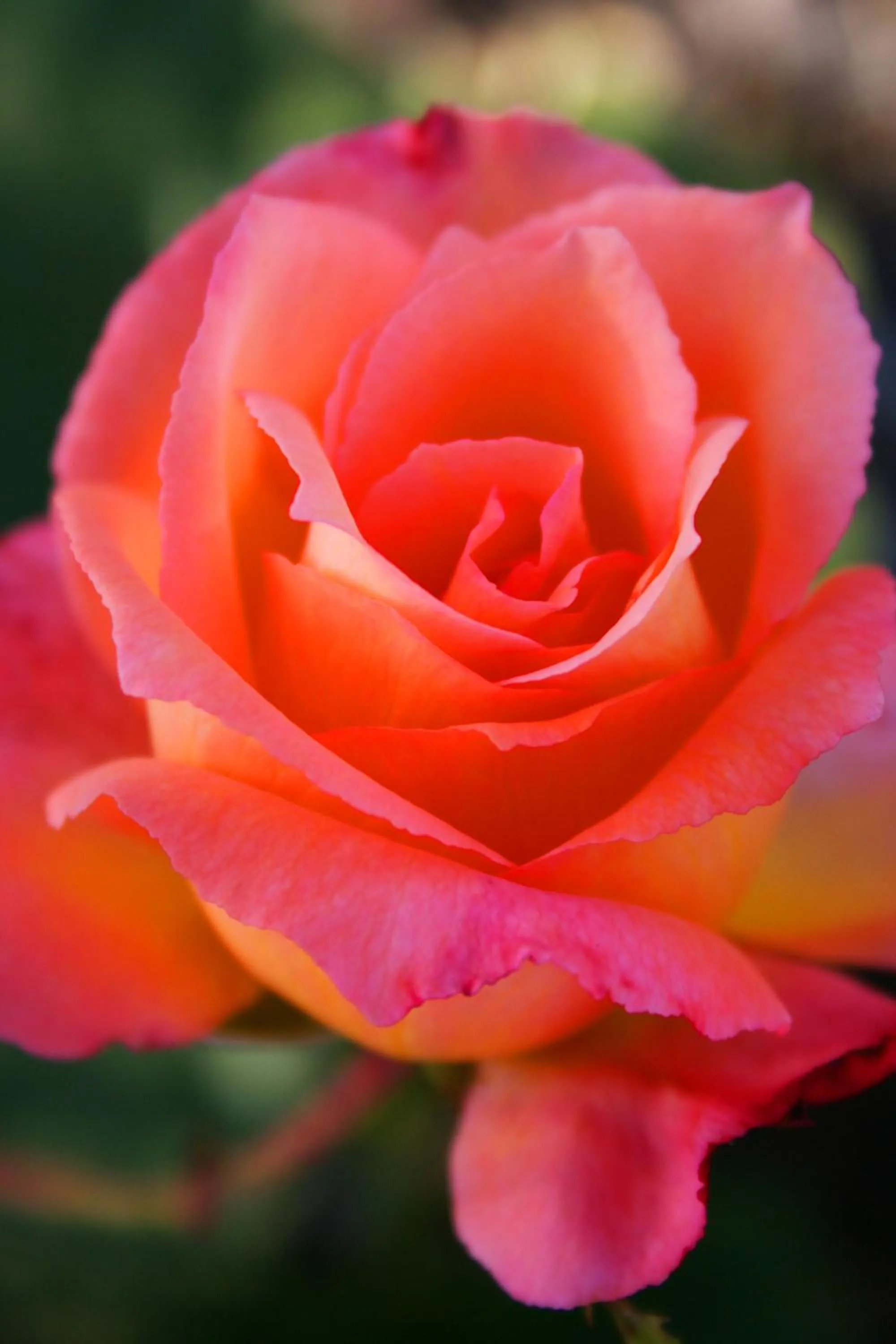 Garden in Newell Motor Inn Narrandera
