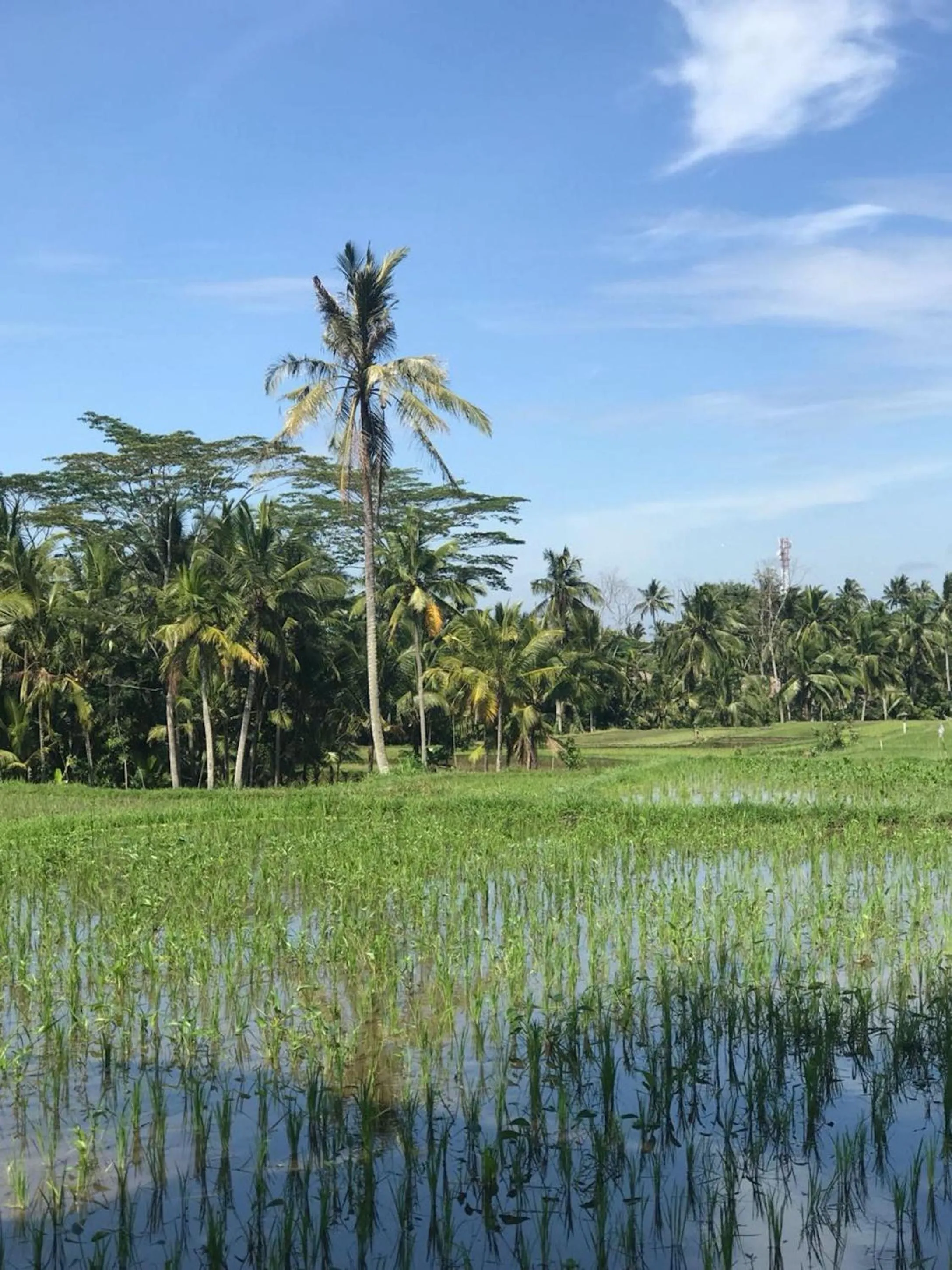 Neighbourhood in Paraiso Cottage Ubud
