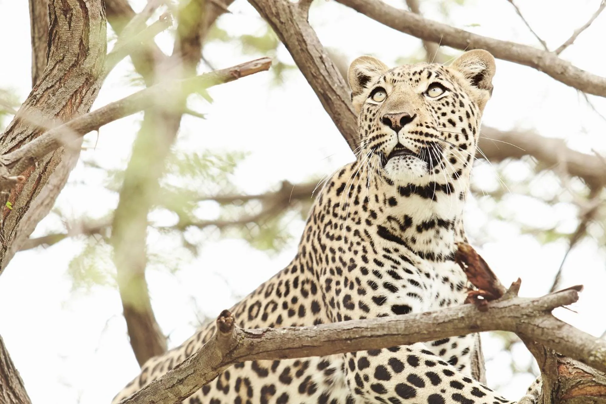 Animals in Vuyani River Lodge