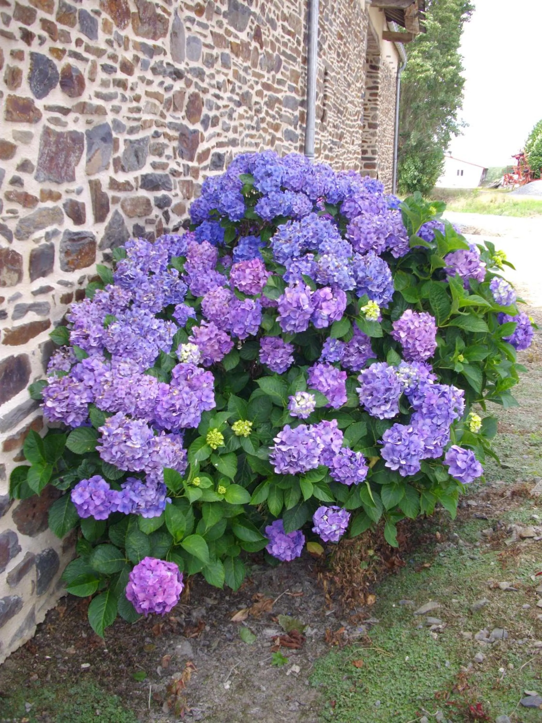 Garden in Chambres d'Hôtes La Loubatais