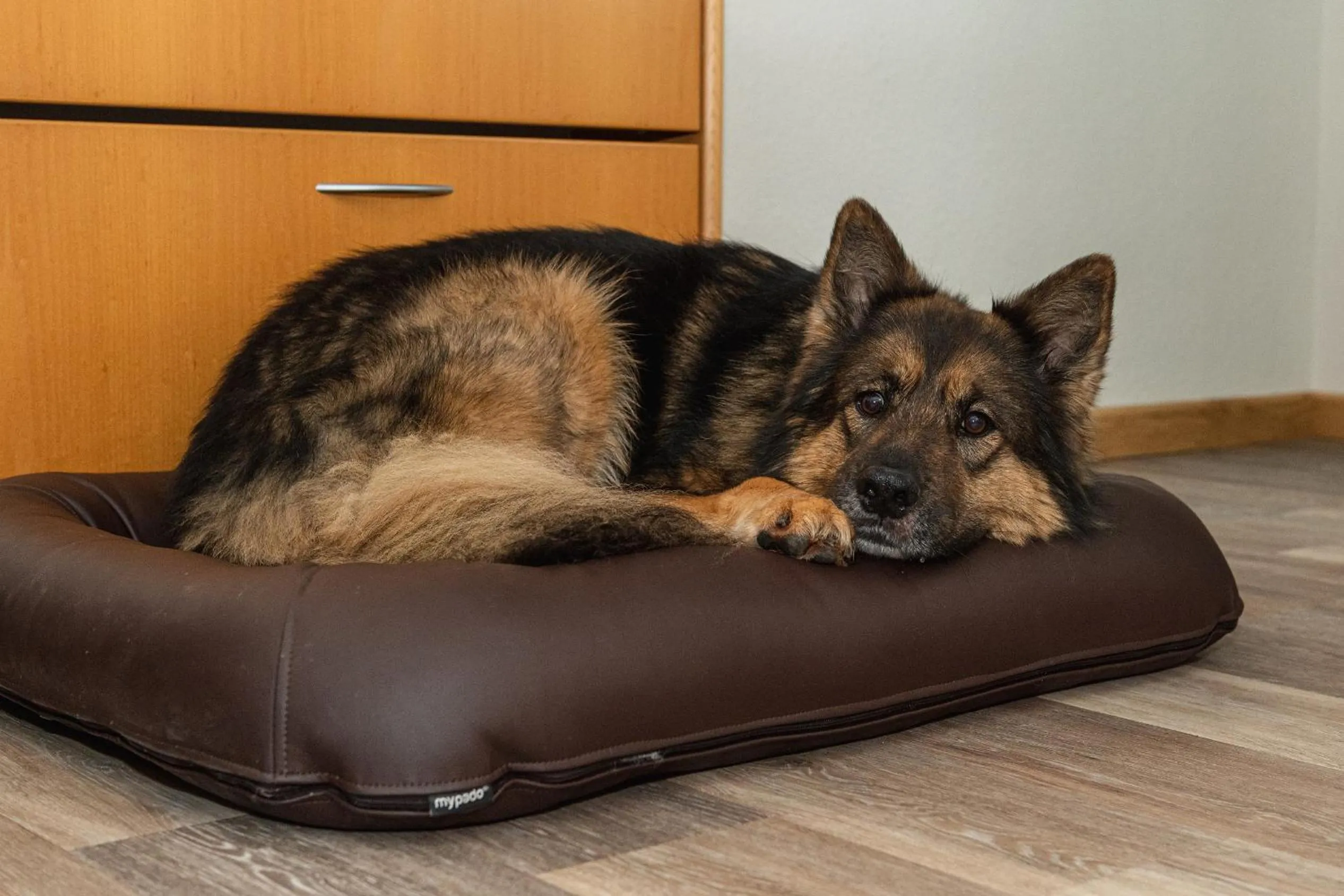 Pets in Rügener Ferienhäuser am Hochufer