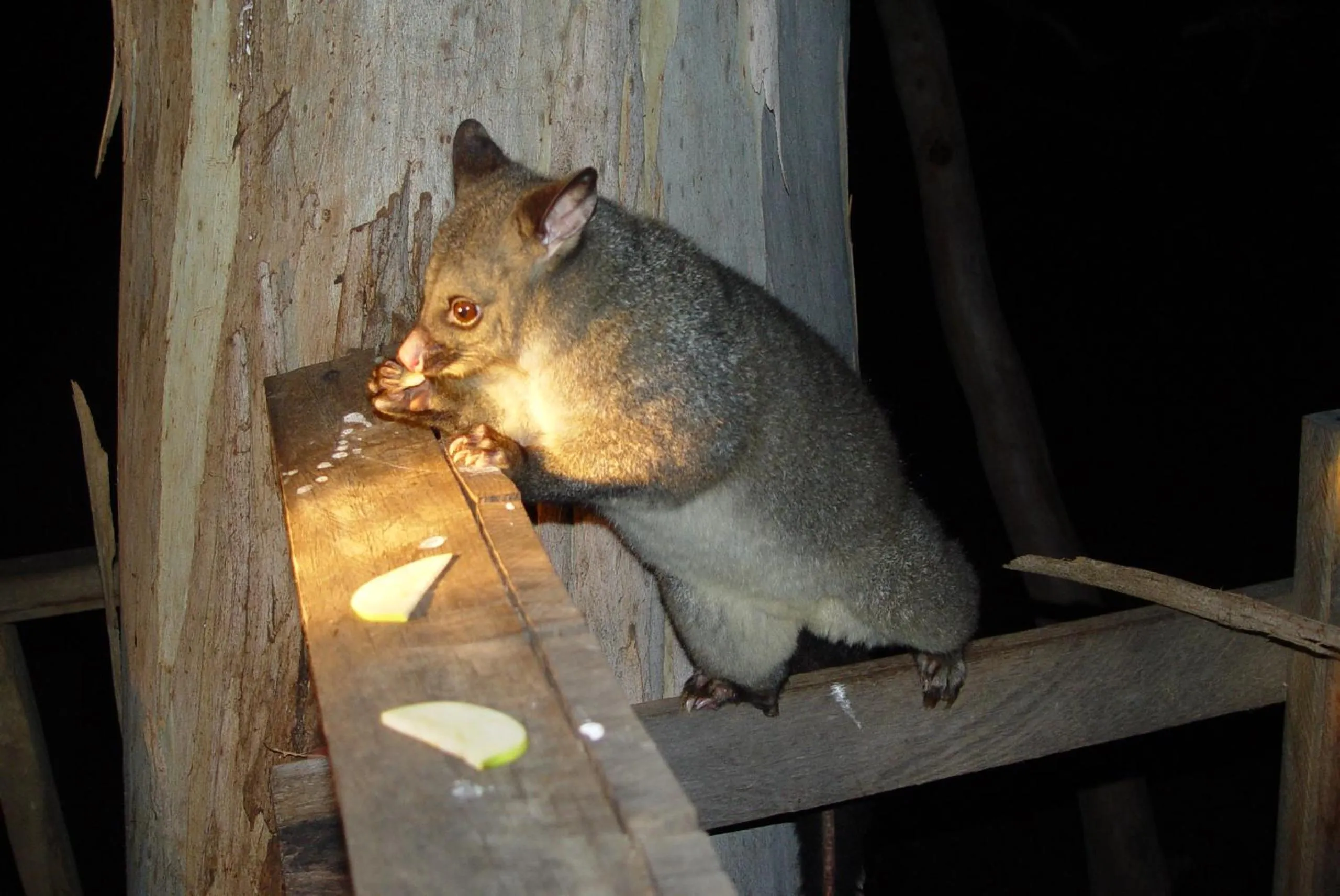 Animals in Silver Ridge Retreat