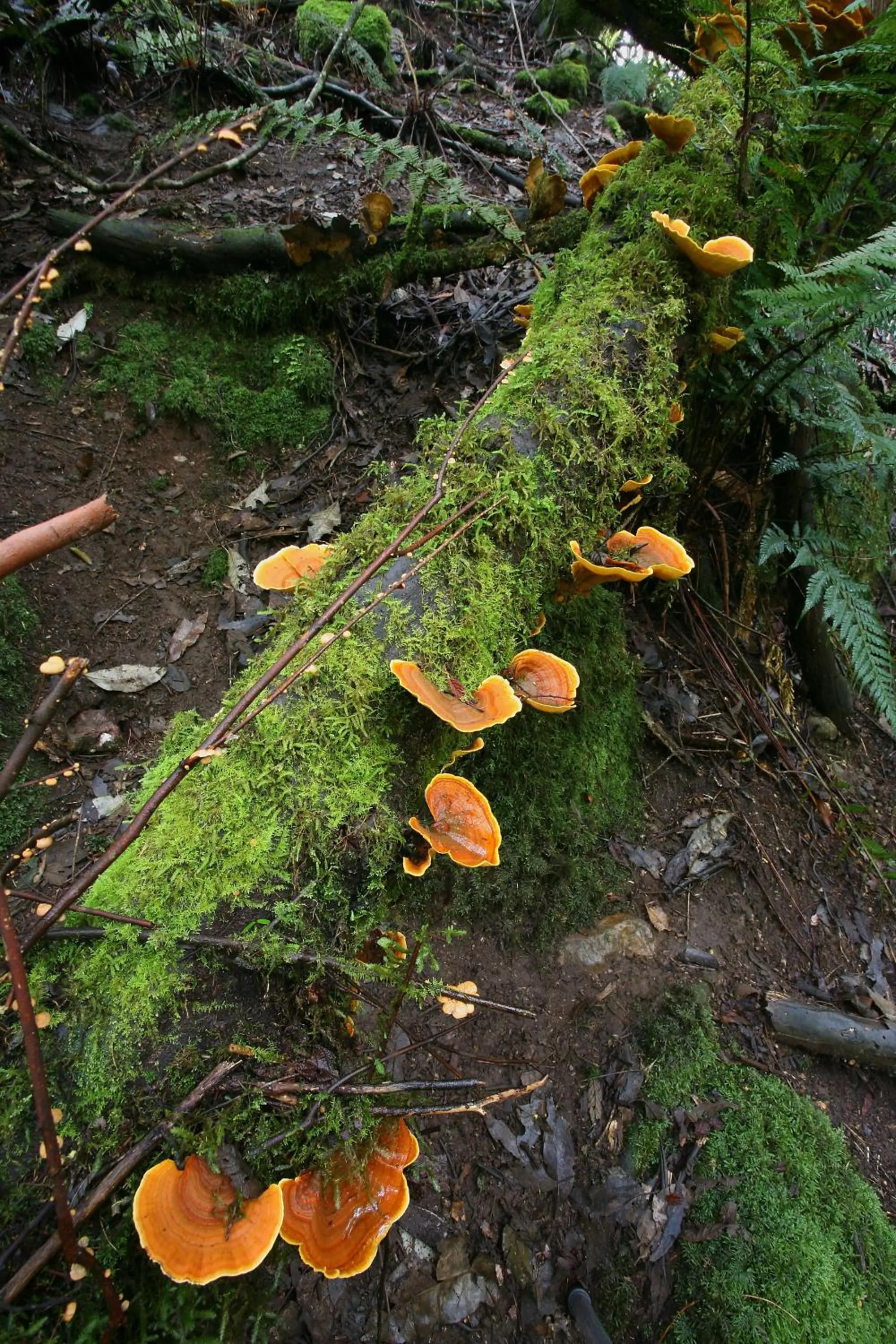 Other in Silver Ridge Retreat