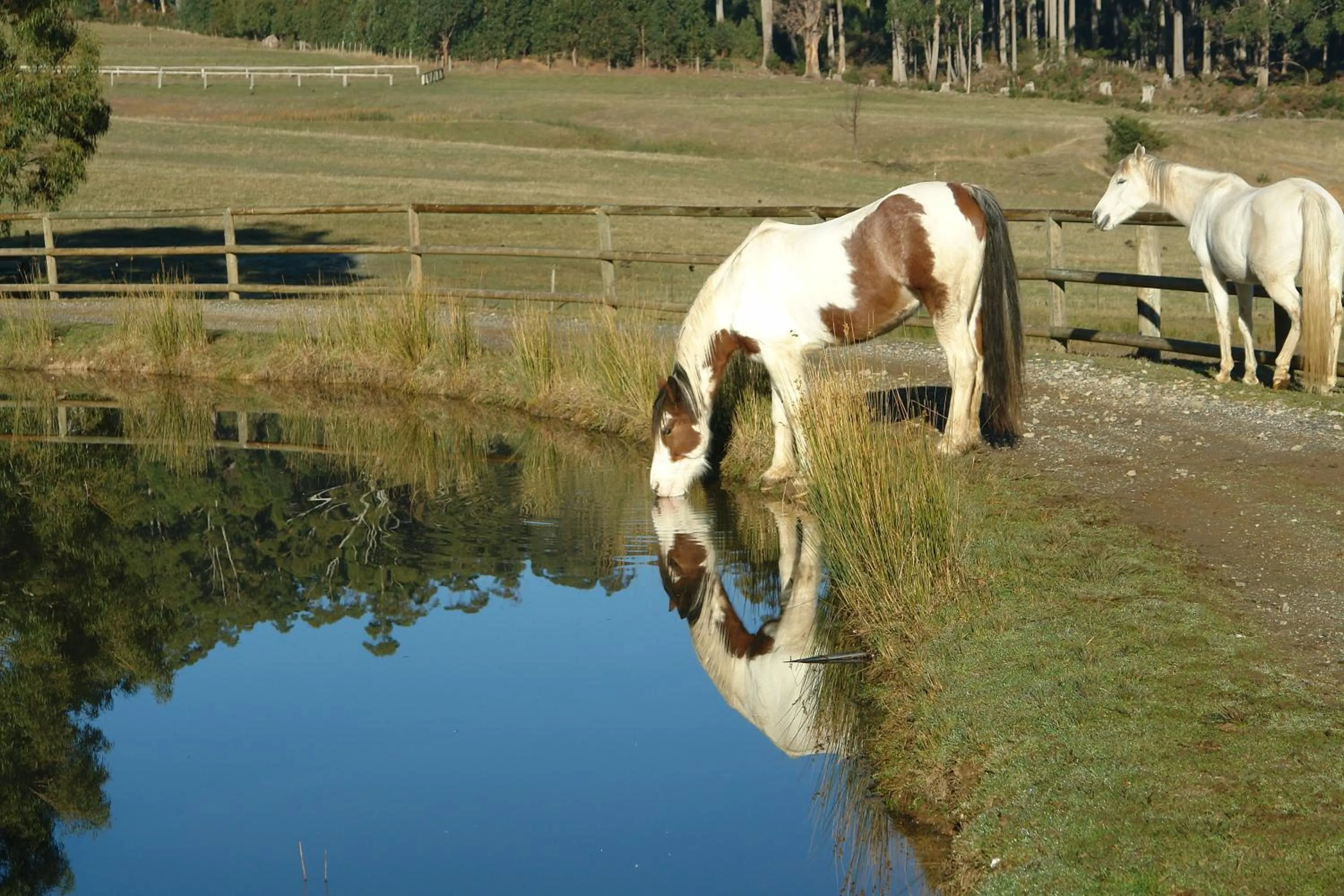 Animals in Silver Ridge Retreat