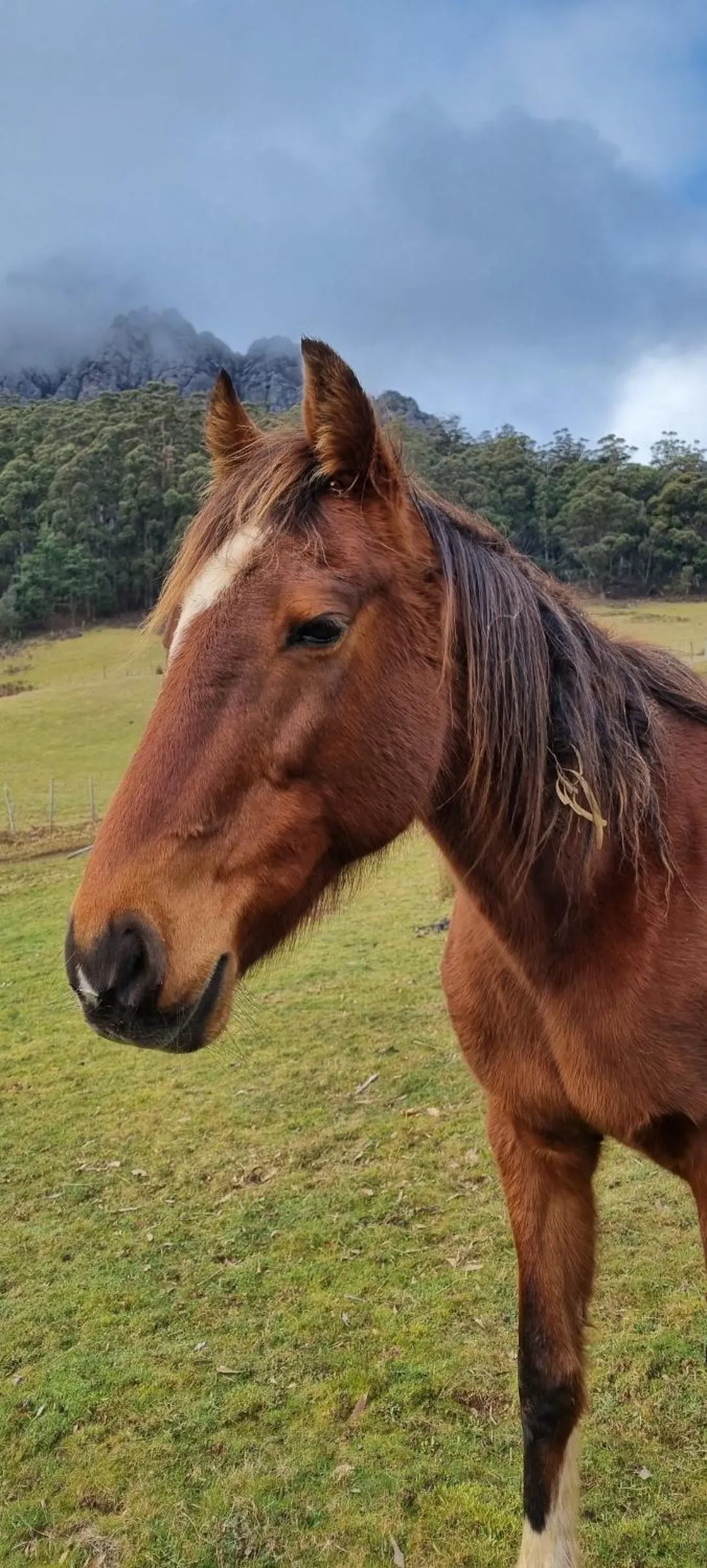 Animals in Silver Ridge Retreat